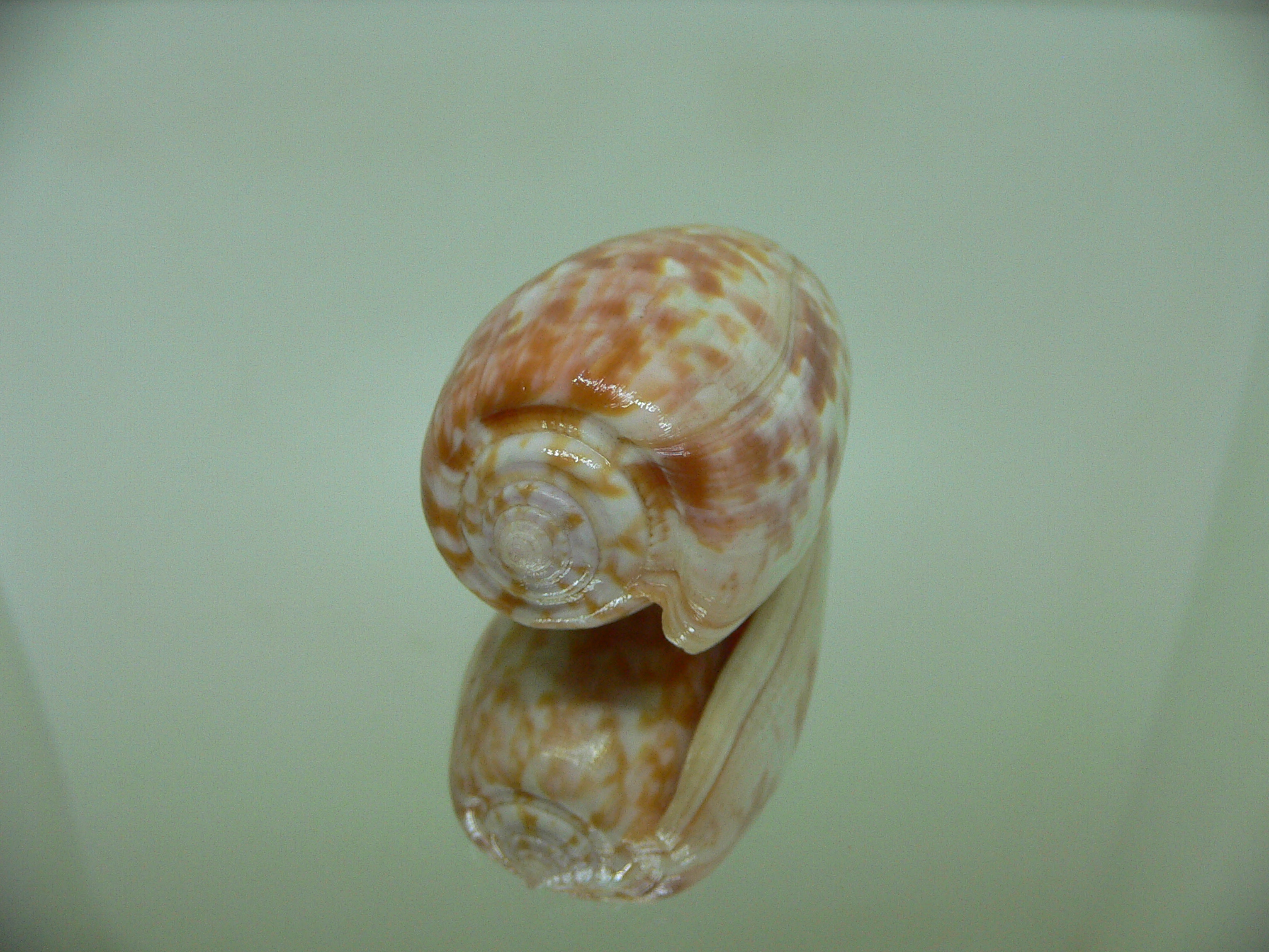 Conus bullatus pongo (var.) VERY BIG