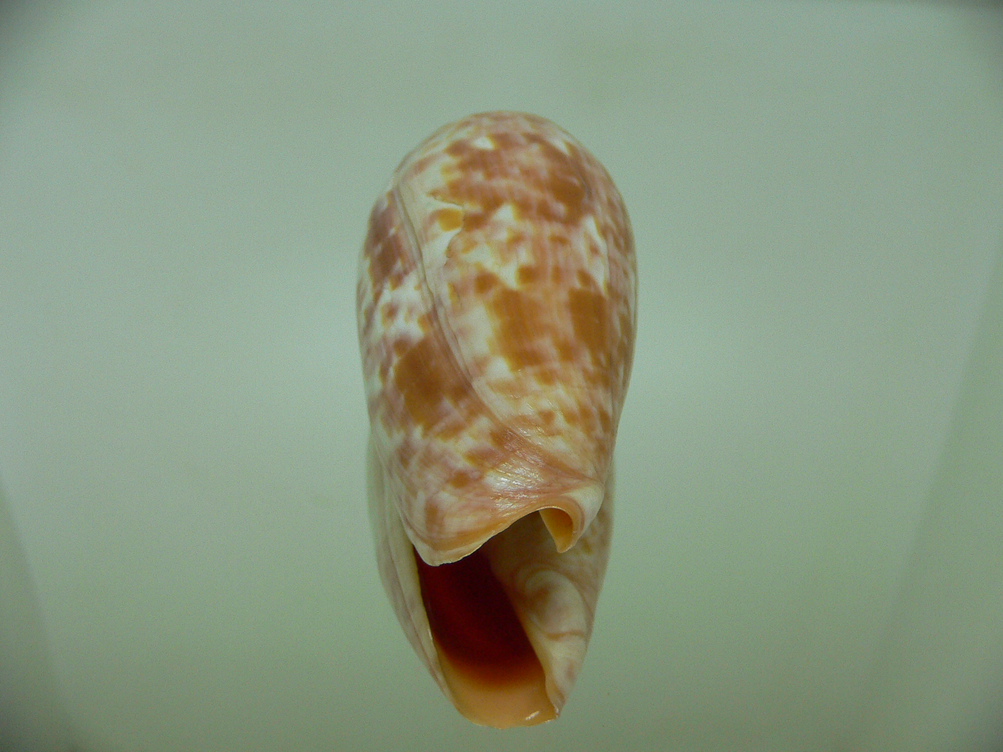 Conus bullatus pongo (var.) VERY BIG