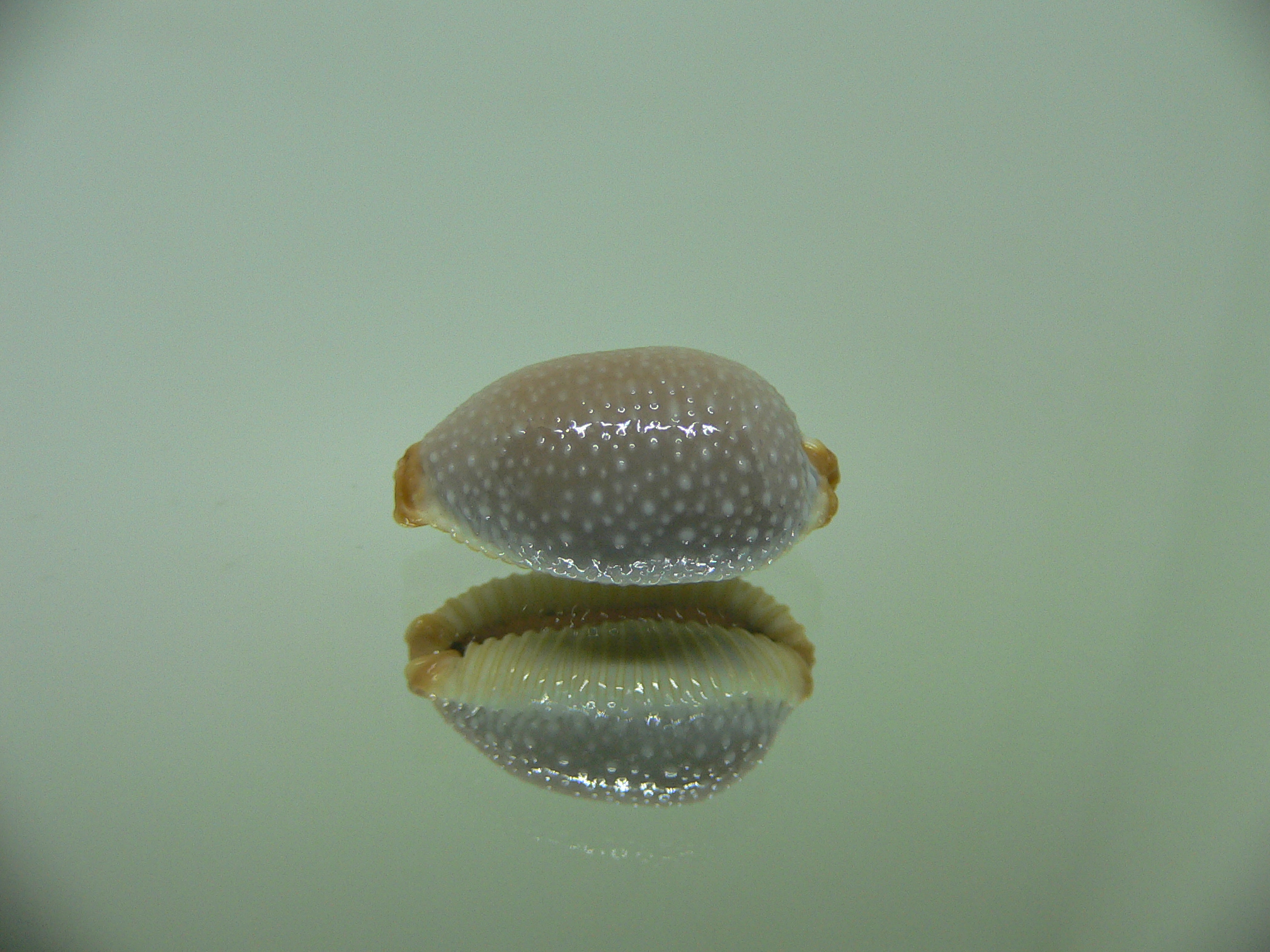 Cypraea staphylaea staphylaea