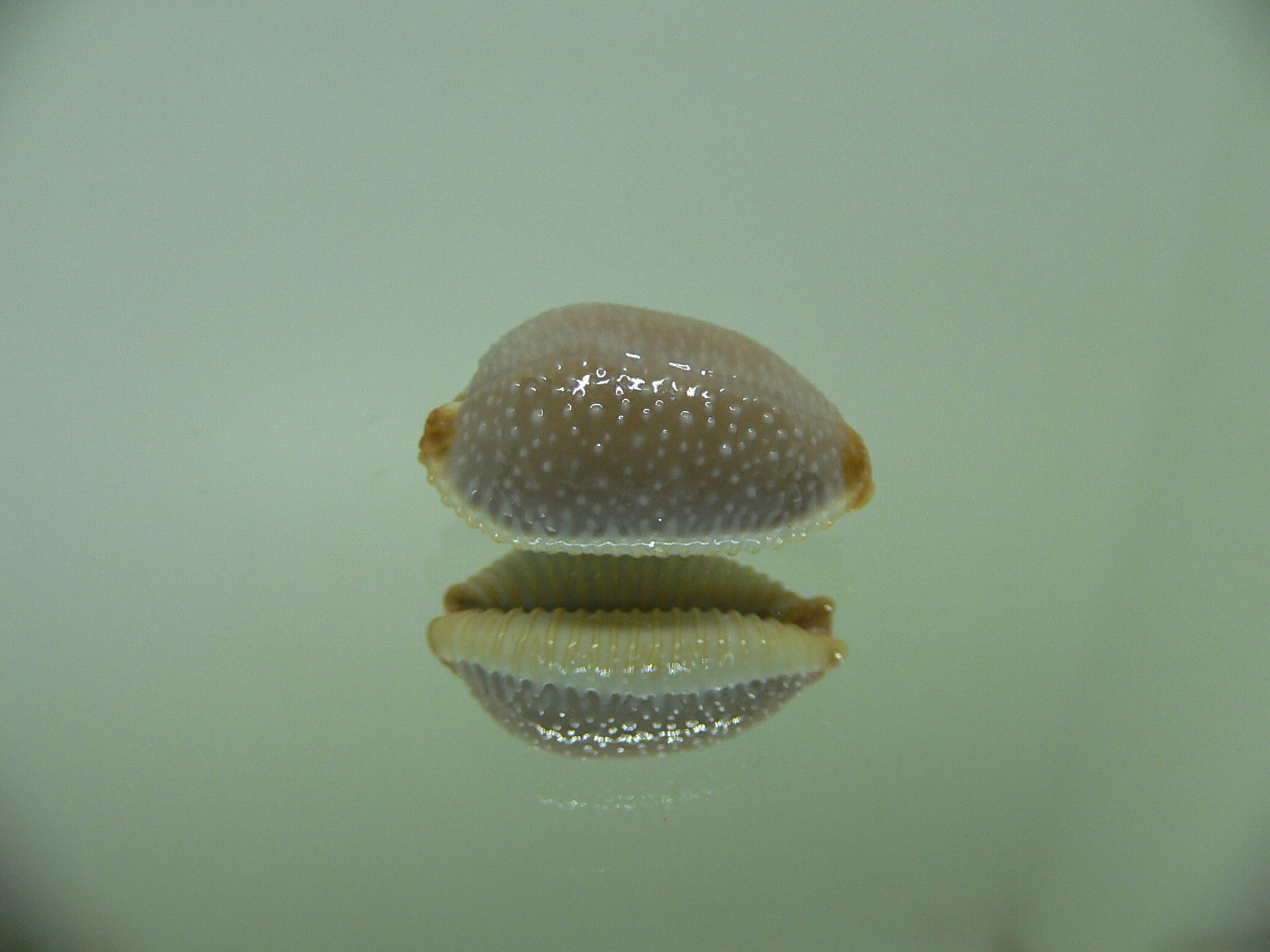 Cypraea staphylaea staphylaea