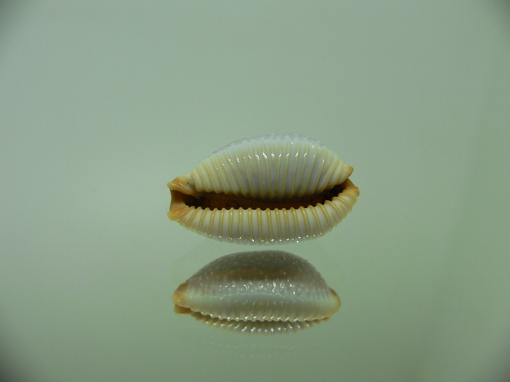 Cypraea staphylaea staphylaea