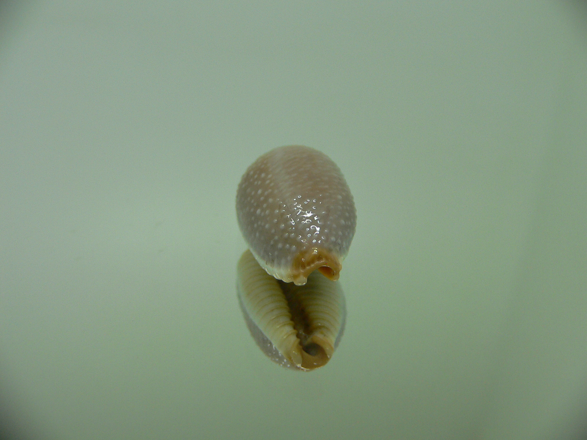 Cypraea staphylaea staphylaea