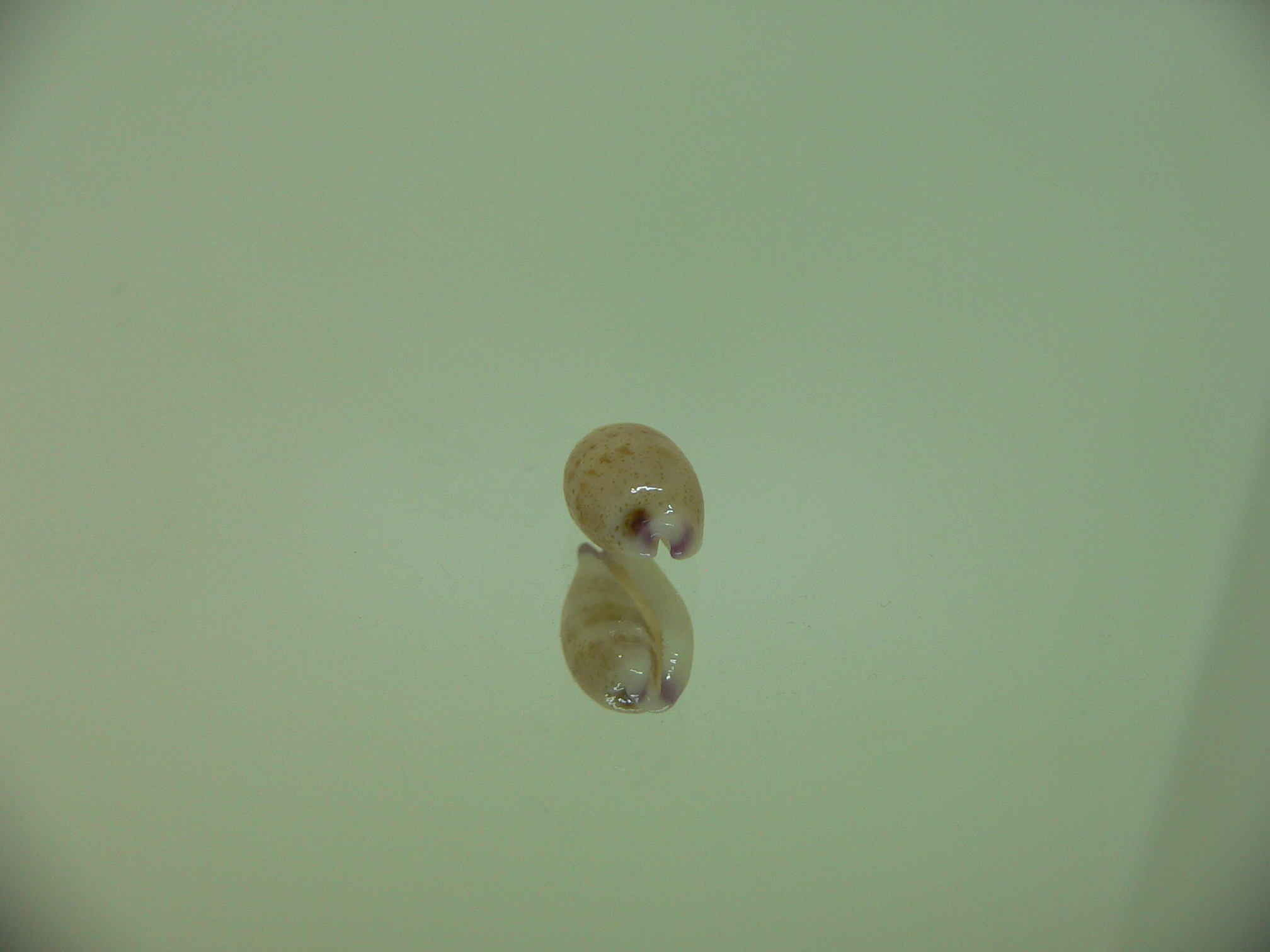Cypraea microdon microdon 10