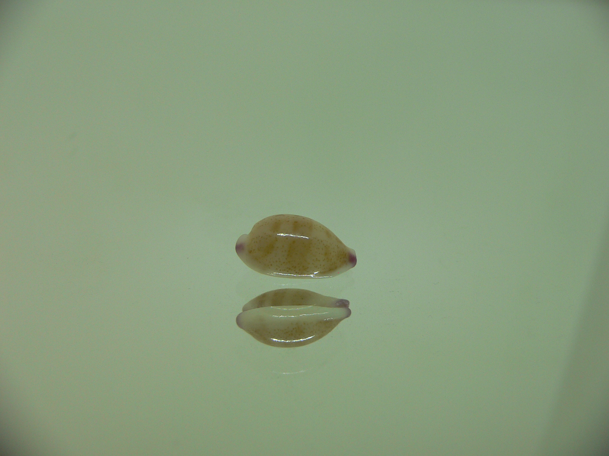 Cypraea microdon microdon 10
