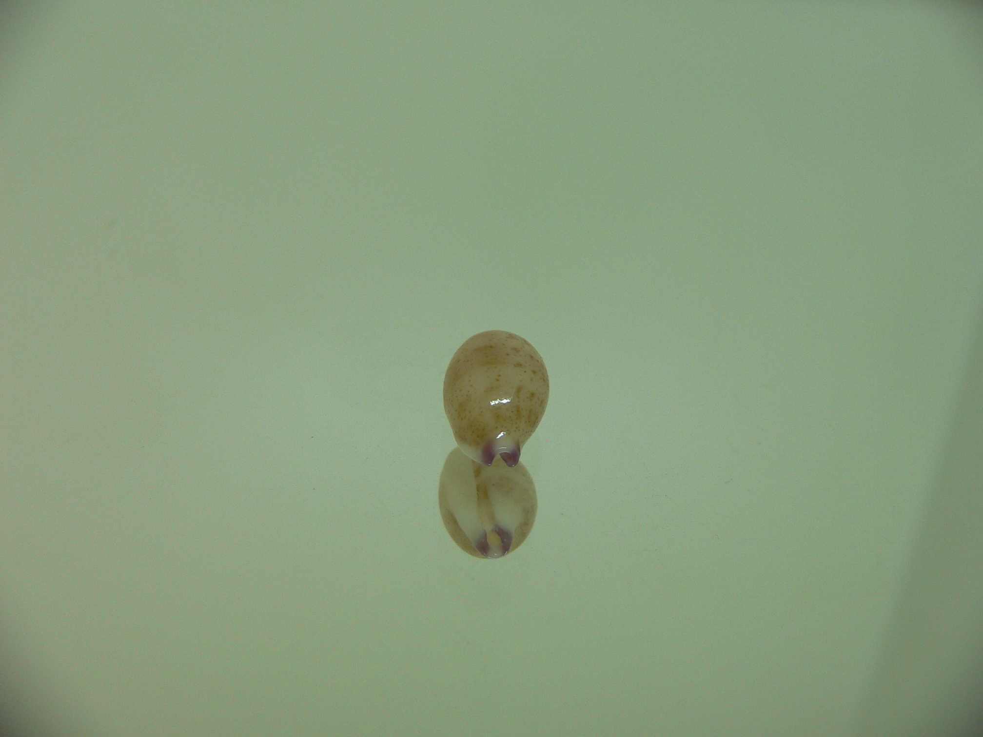 Cypraea microdon microdon 10