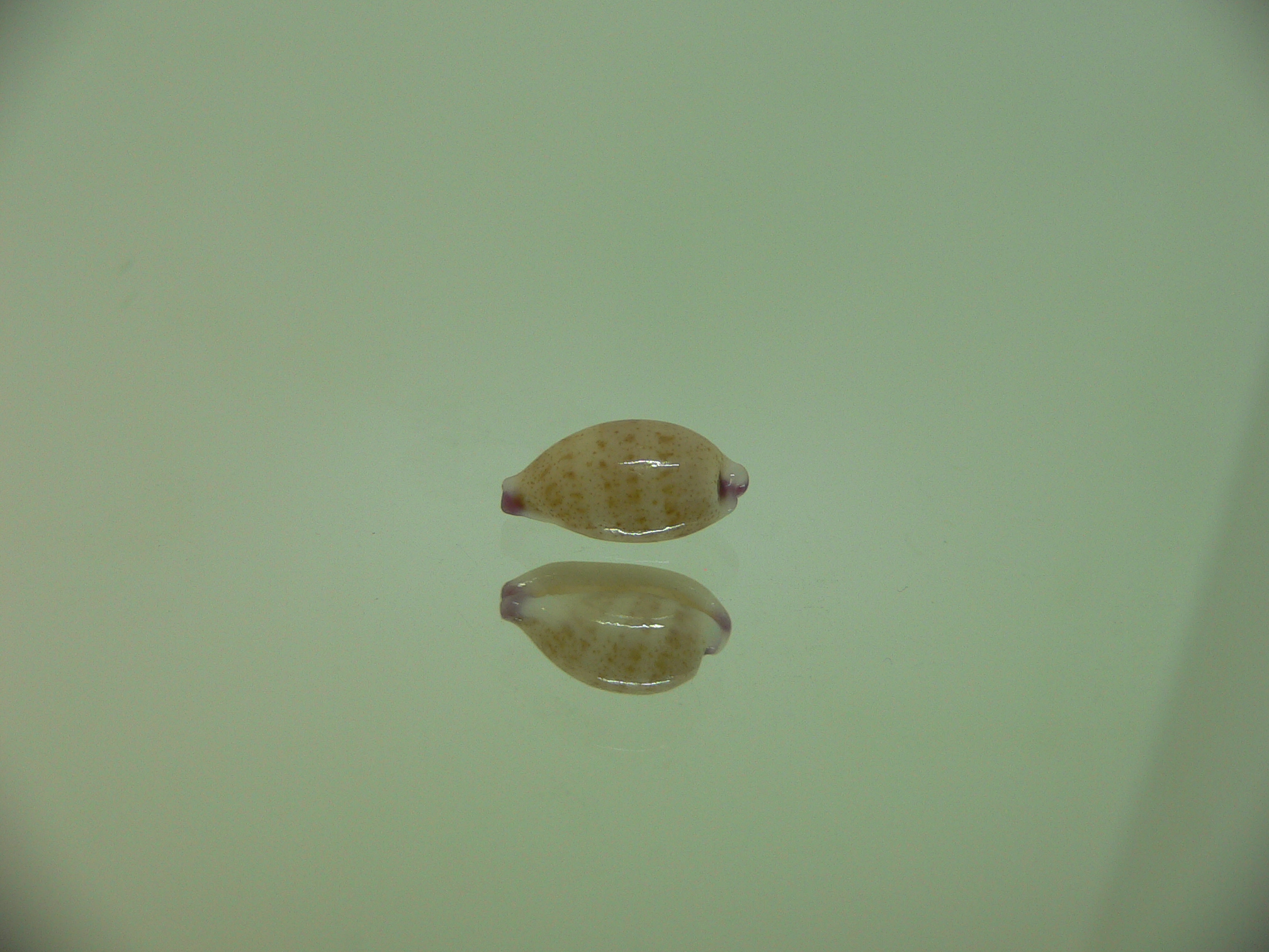 Cypraea microdon microdon 10