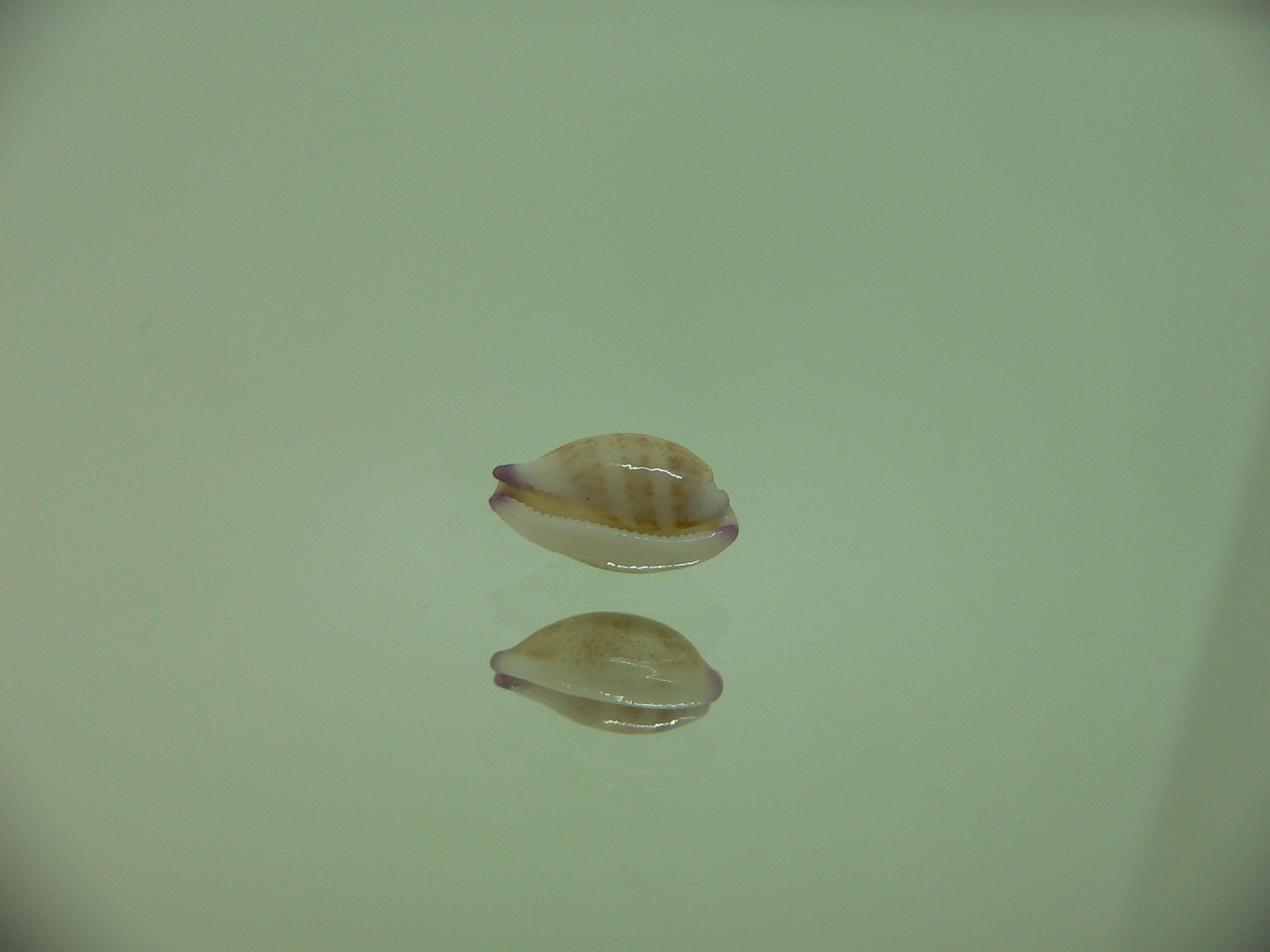 Cypraea microdon microdon 10