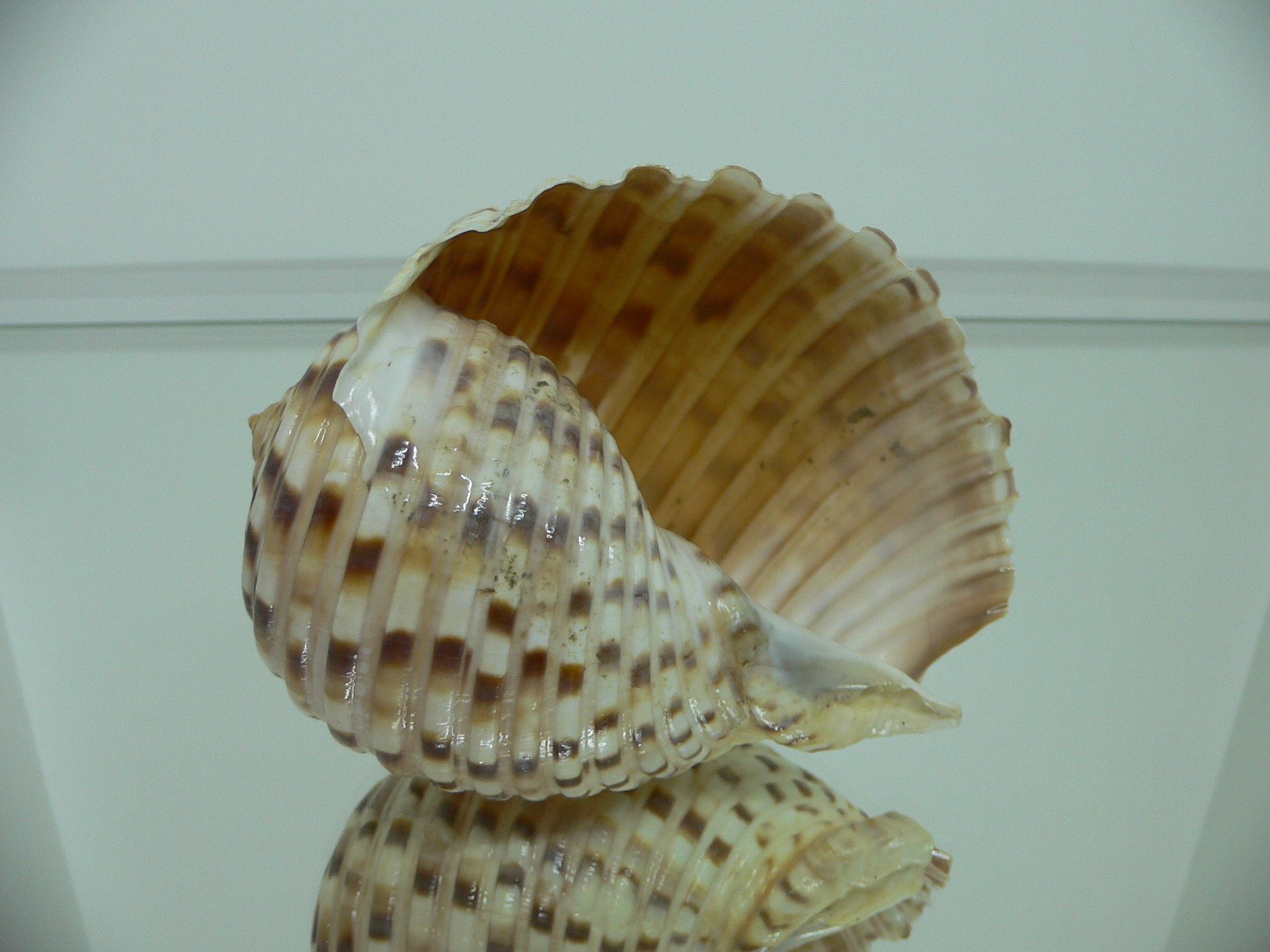 Tonna luteostoma COLOR