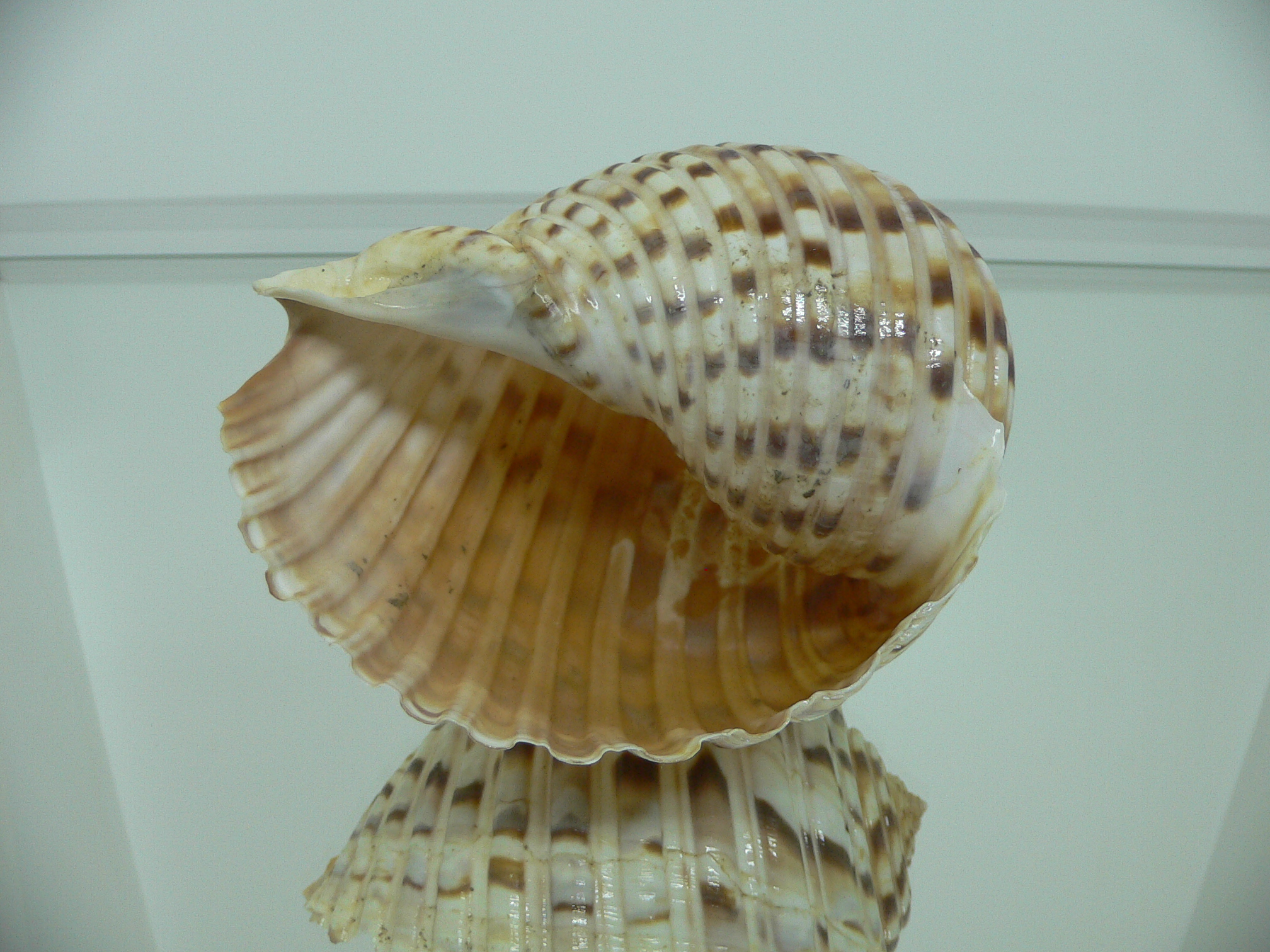 Tonna luteostoma COLOR