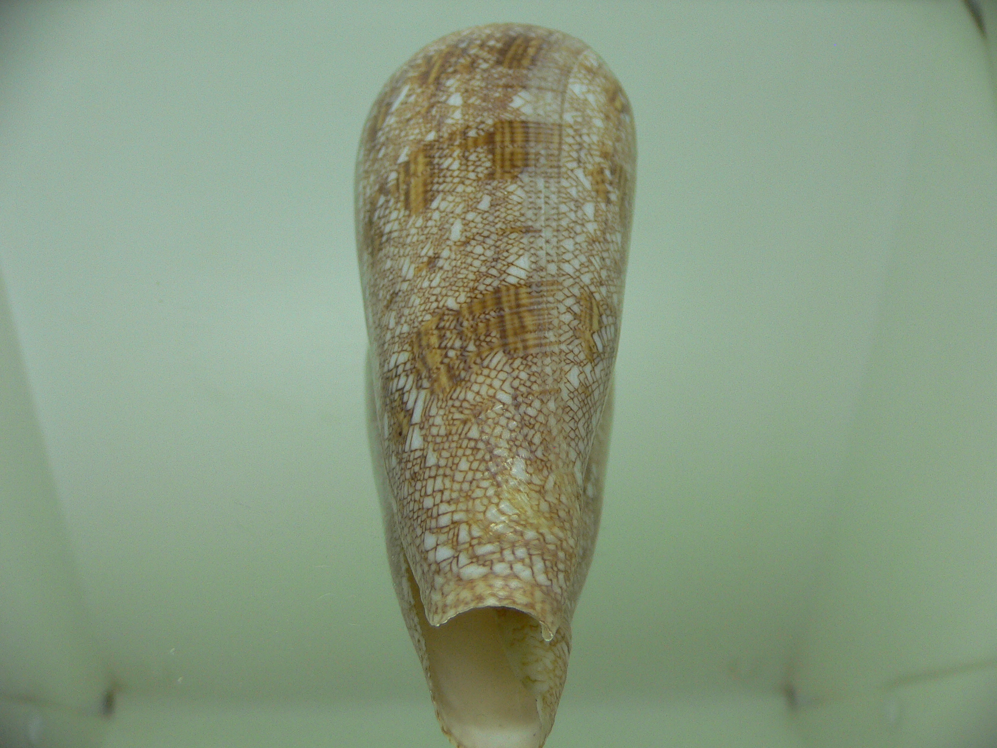 Conus gloriamaris