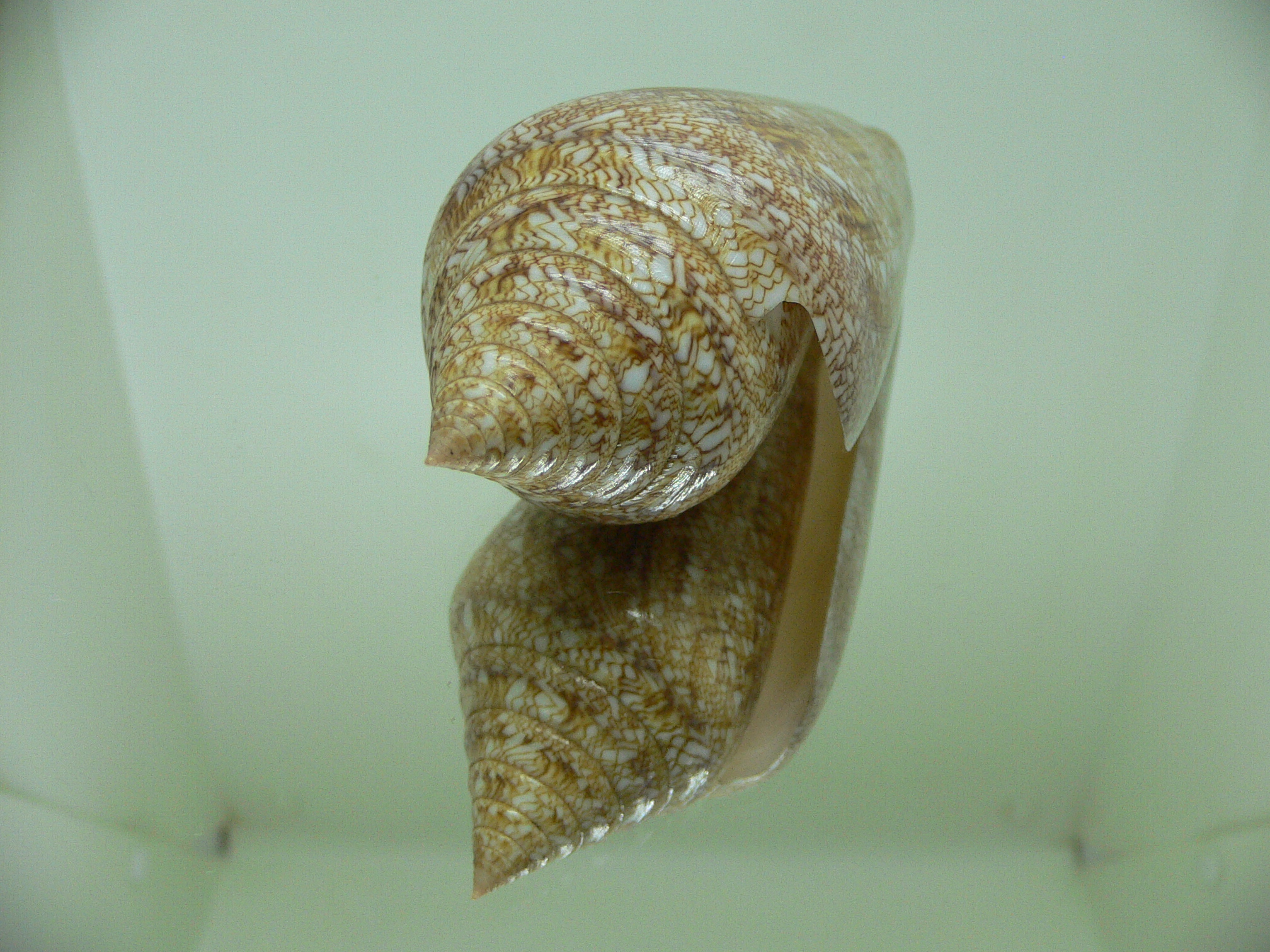 Conus gloriamaris