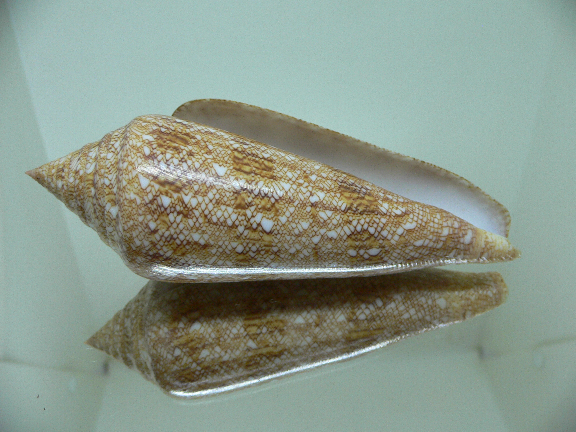 Conus gloriamaris