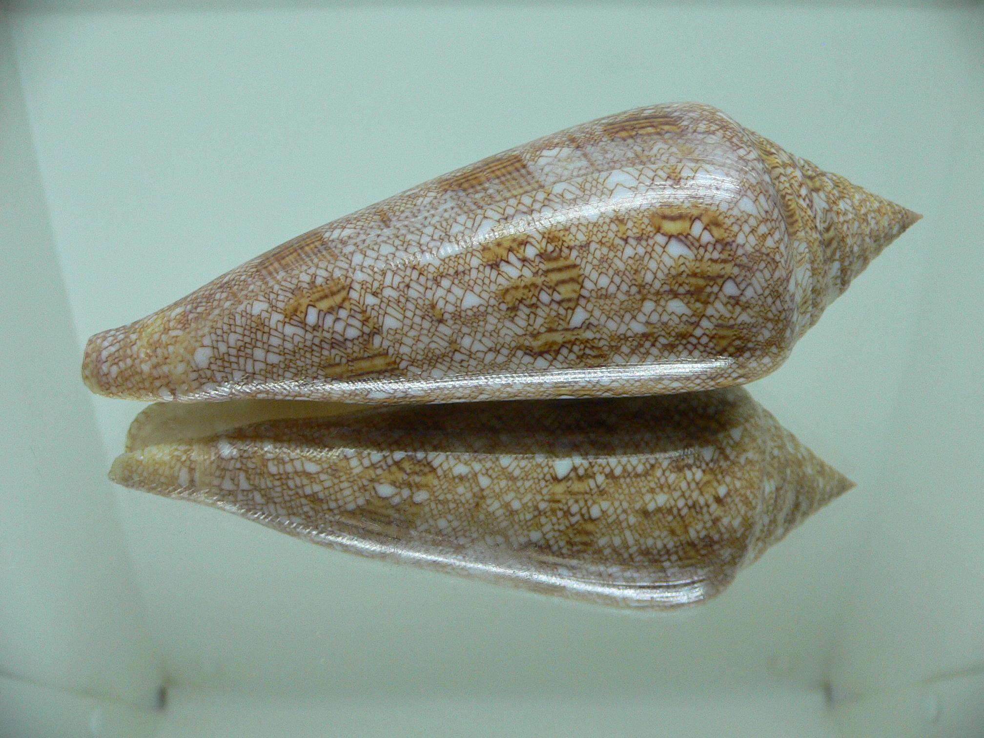 Conus gloriamaris