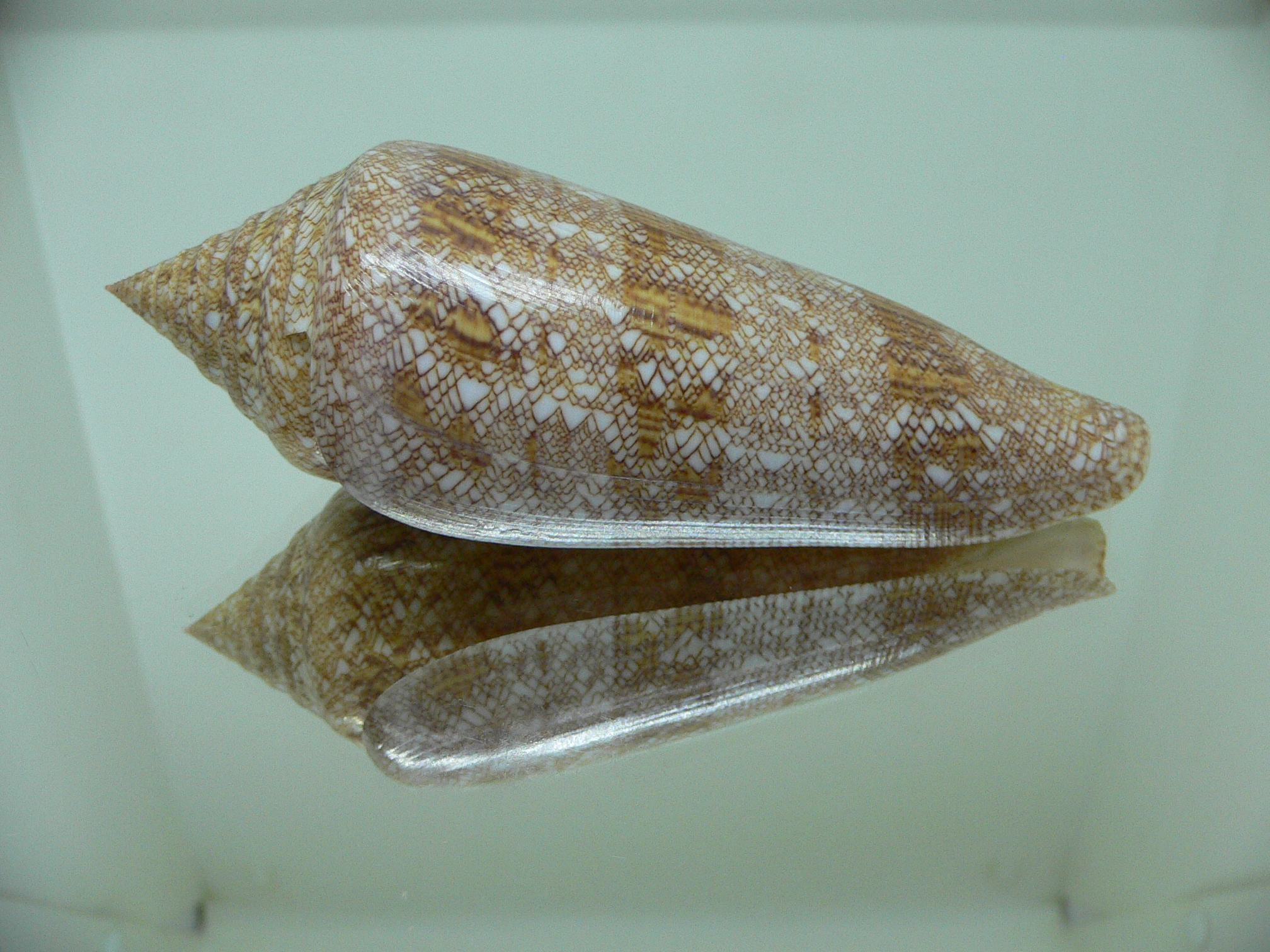 Conus gloriamaris