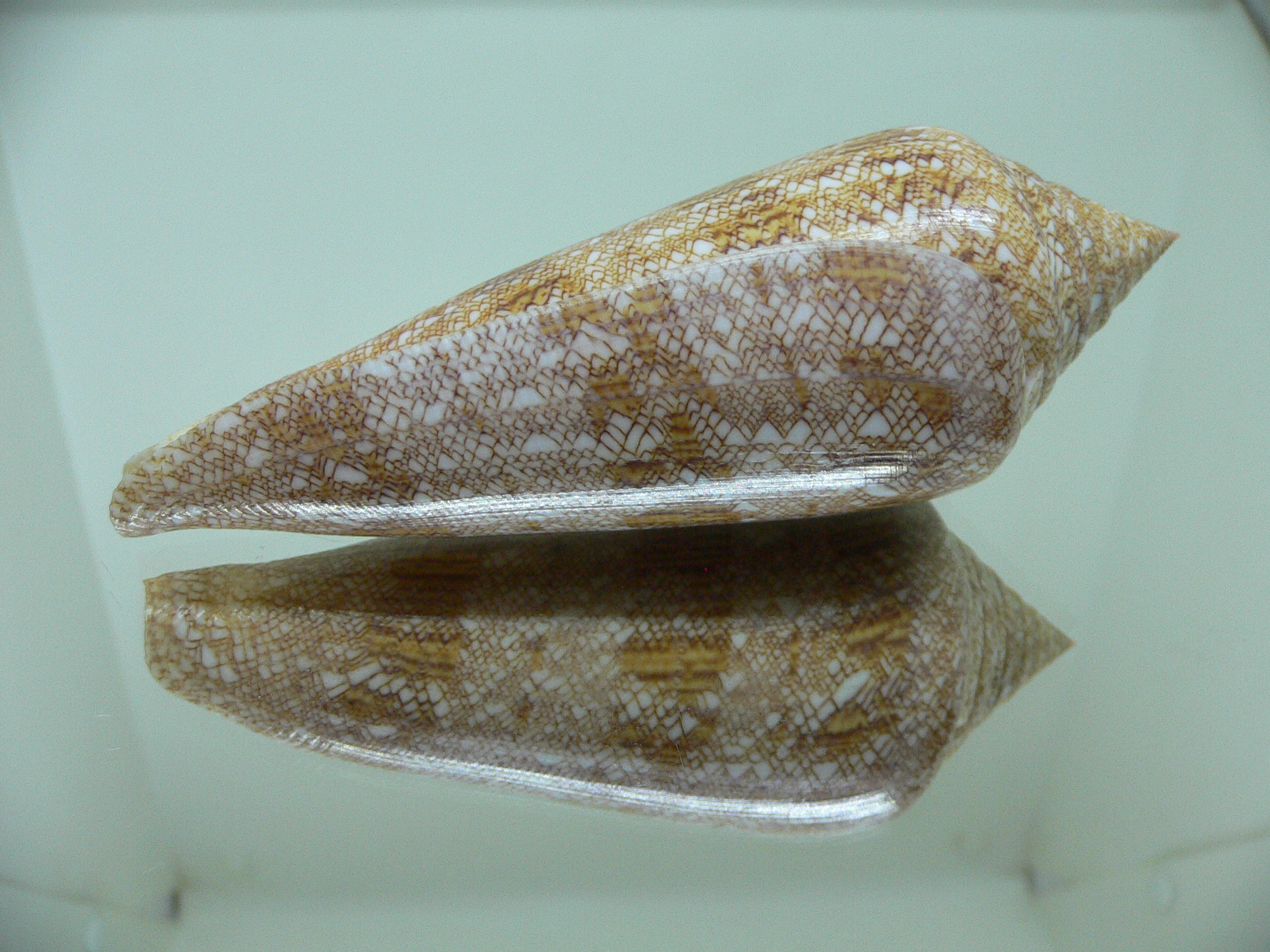 Conus gloriamaris