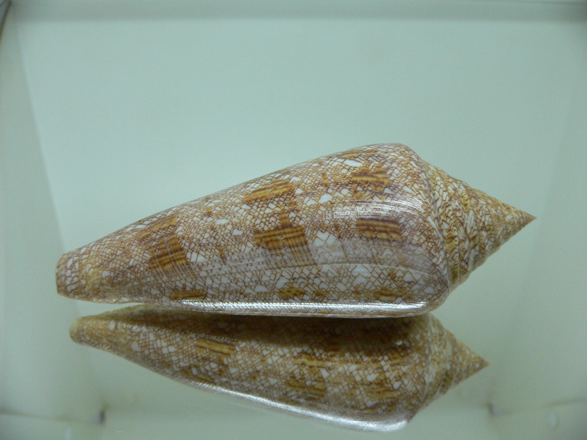 Conus gloriamaris