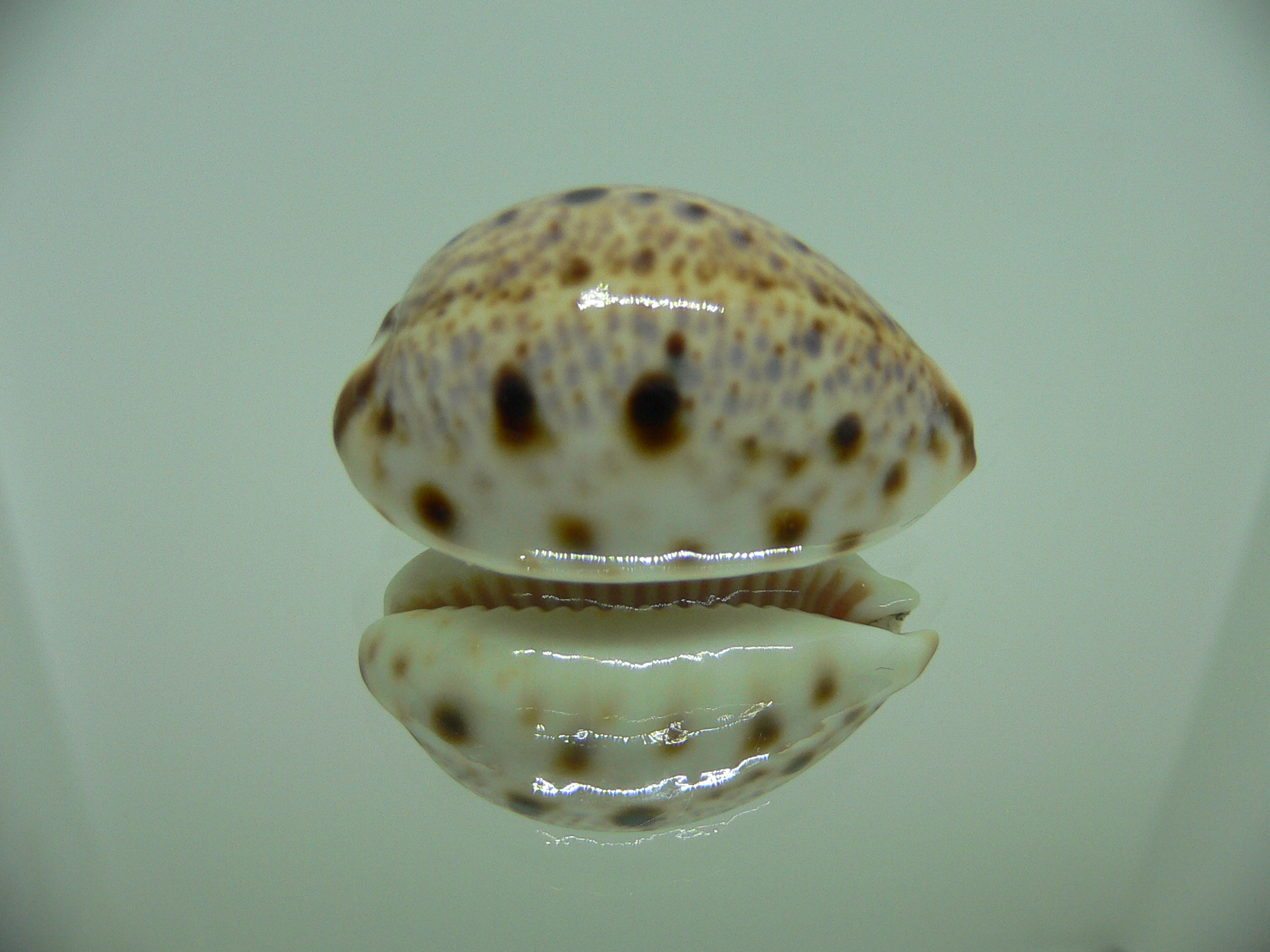 Cypraea lynx DARK SPOTS