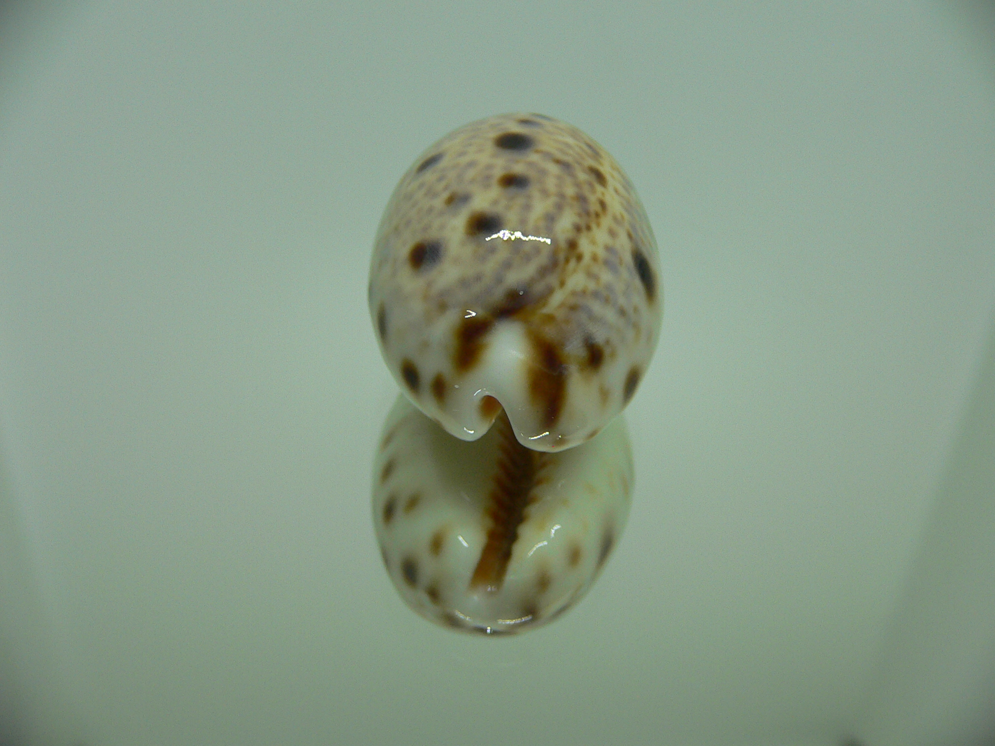 Cypraea lynx DARK SPOTS