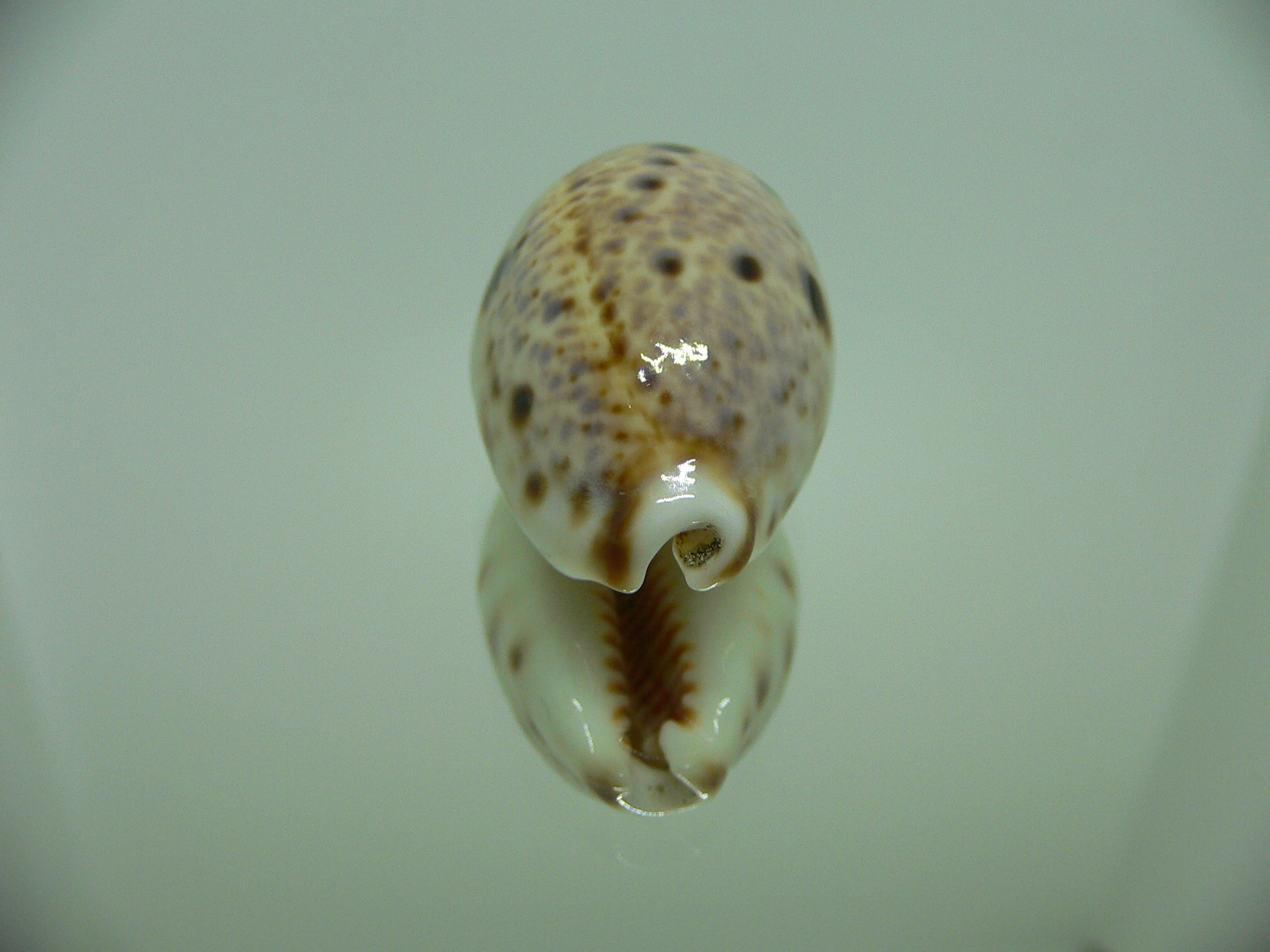 Cypraea lynx DARK SPOTS