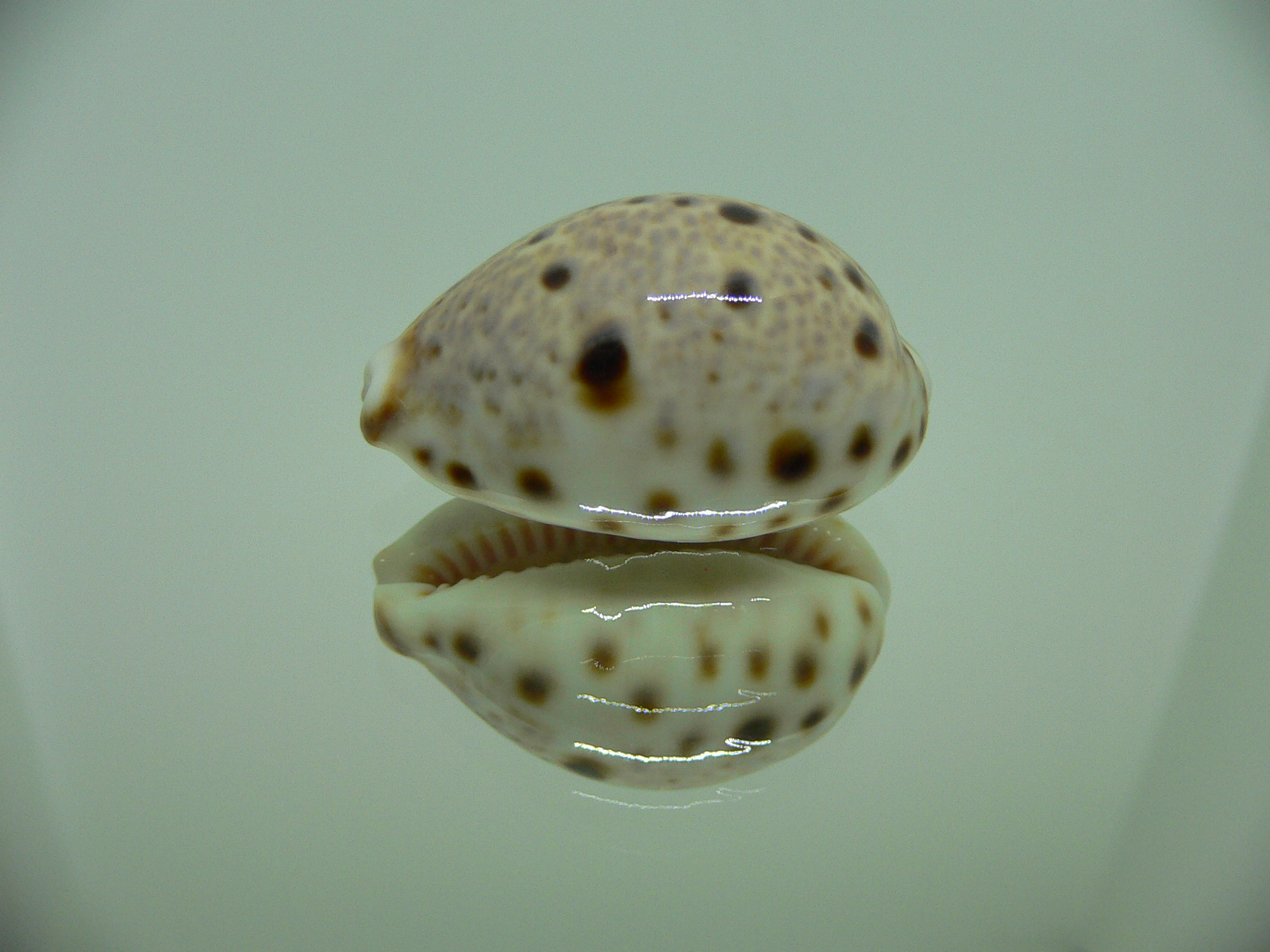 Cypraea lynx DARK SPOTS