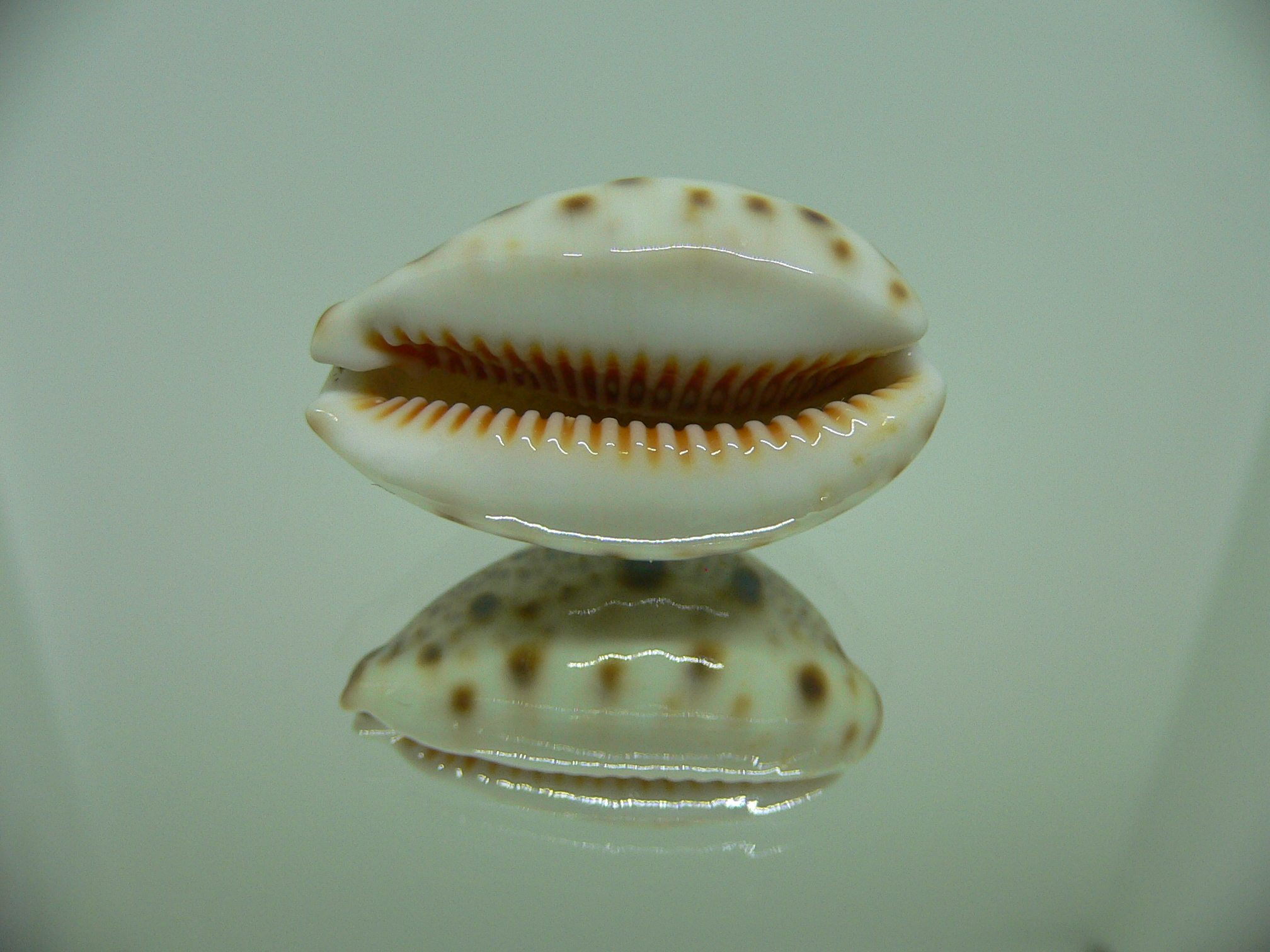 Cypraea lynx DARK SPOTS