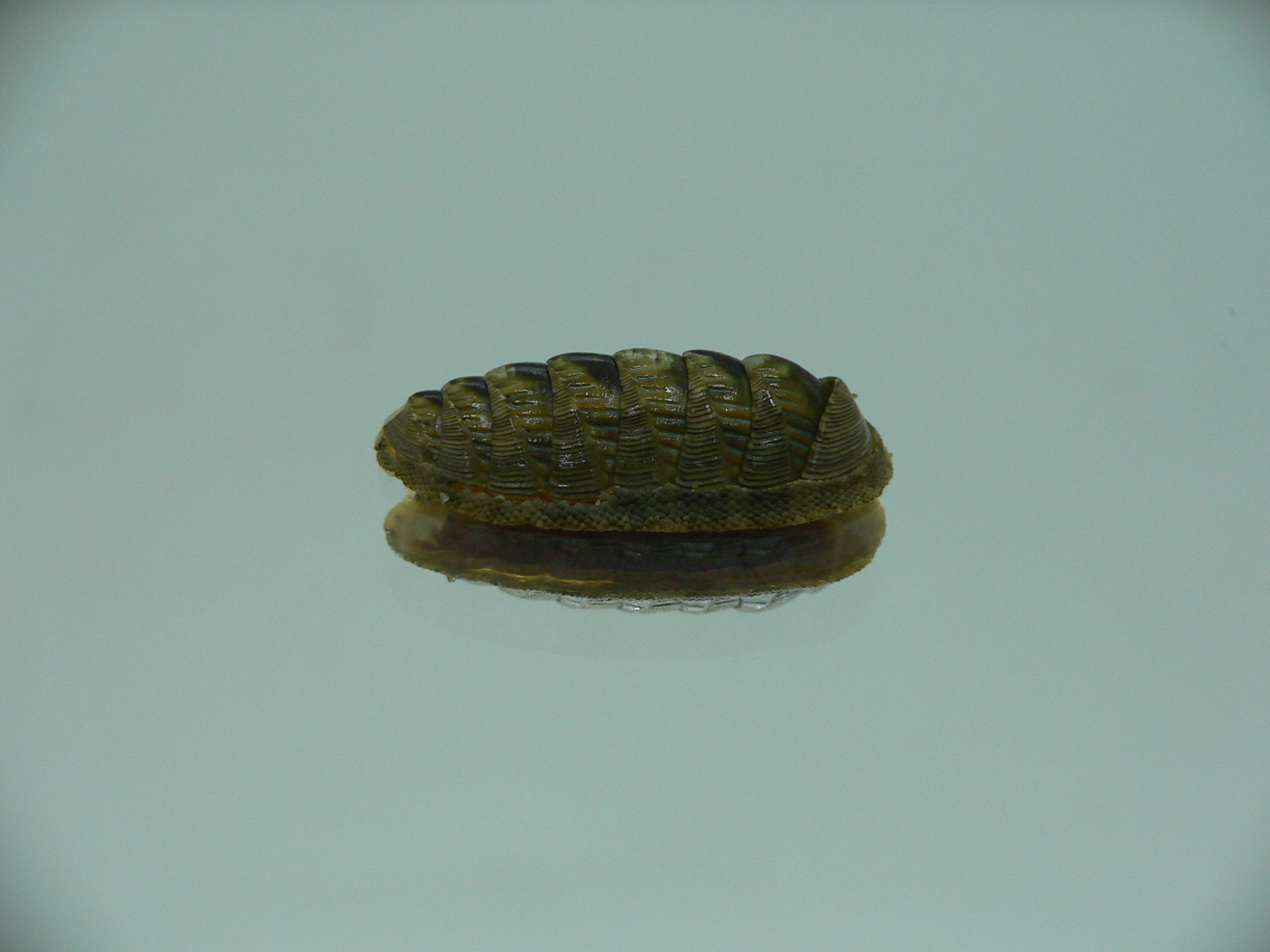 Rhyssoplax diaphora ENDEMIC & ELONGATE