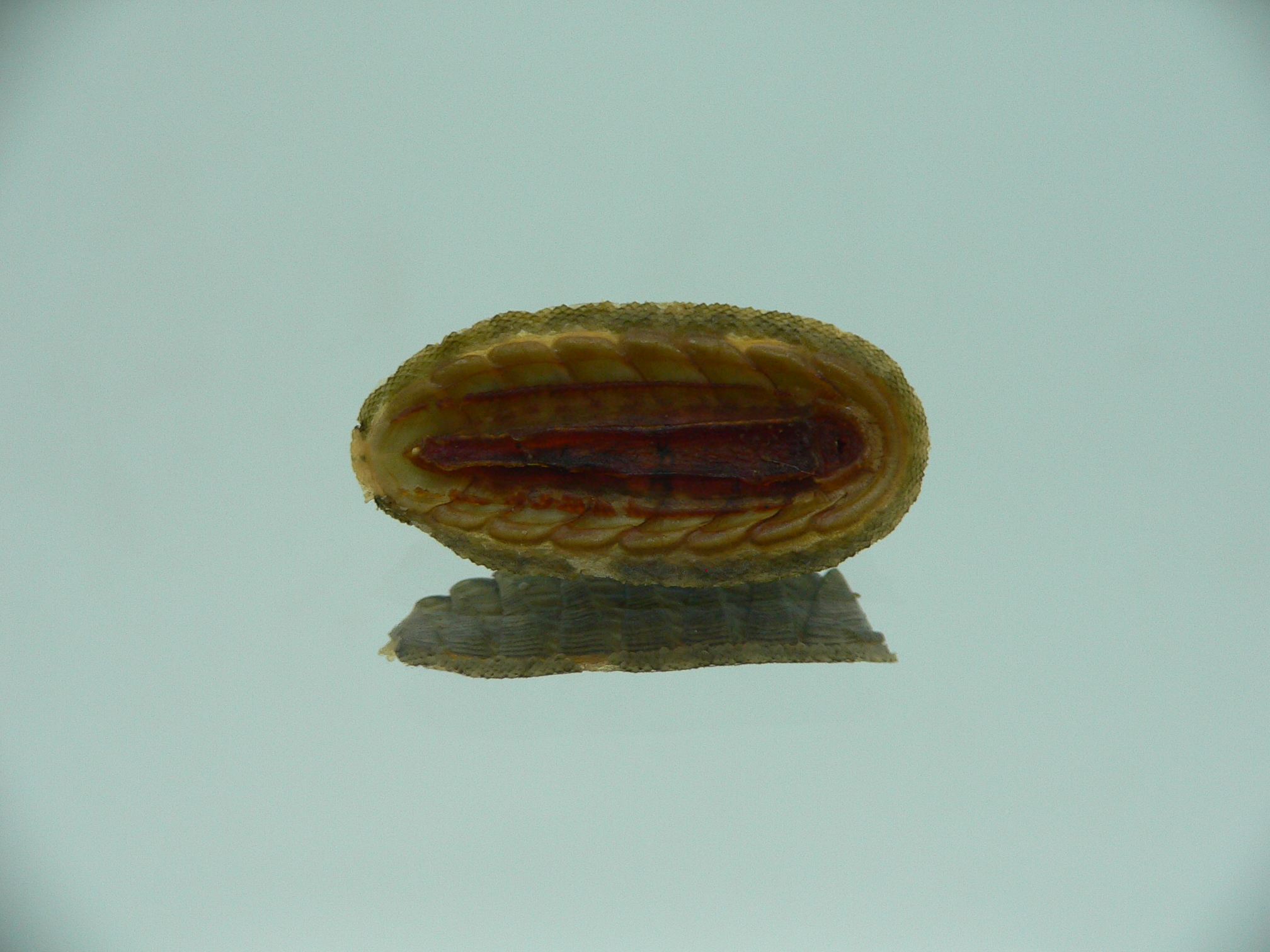 Rhyssoplax diaphora ENDEMIC & ELONGATE