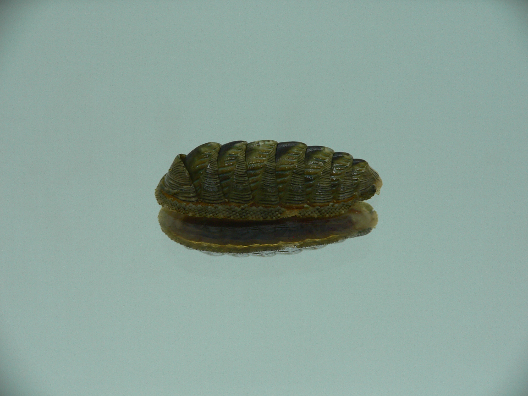 Rhyssoplax diaphora ENDEMIC & ELONGATE