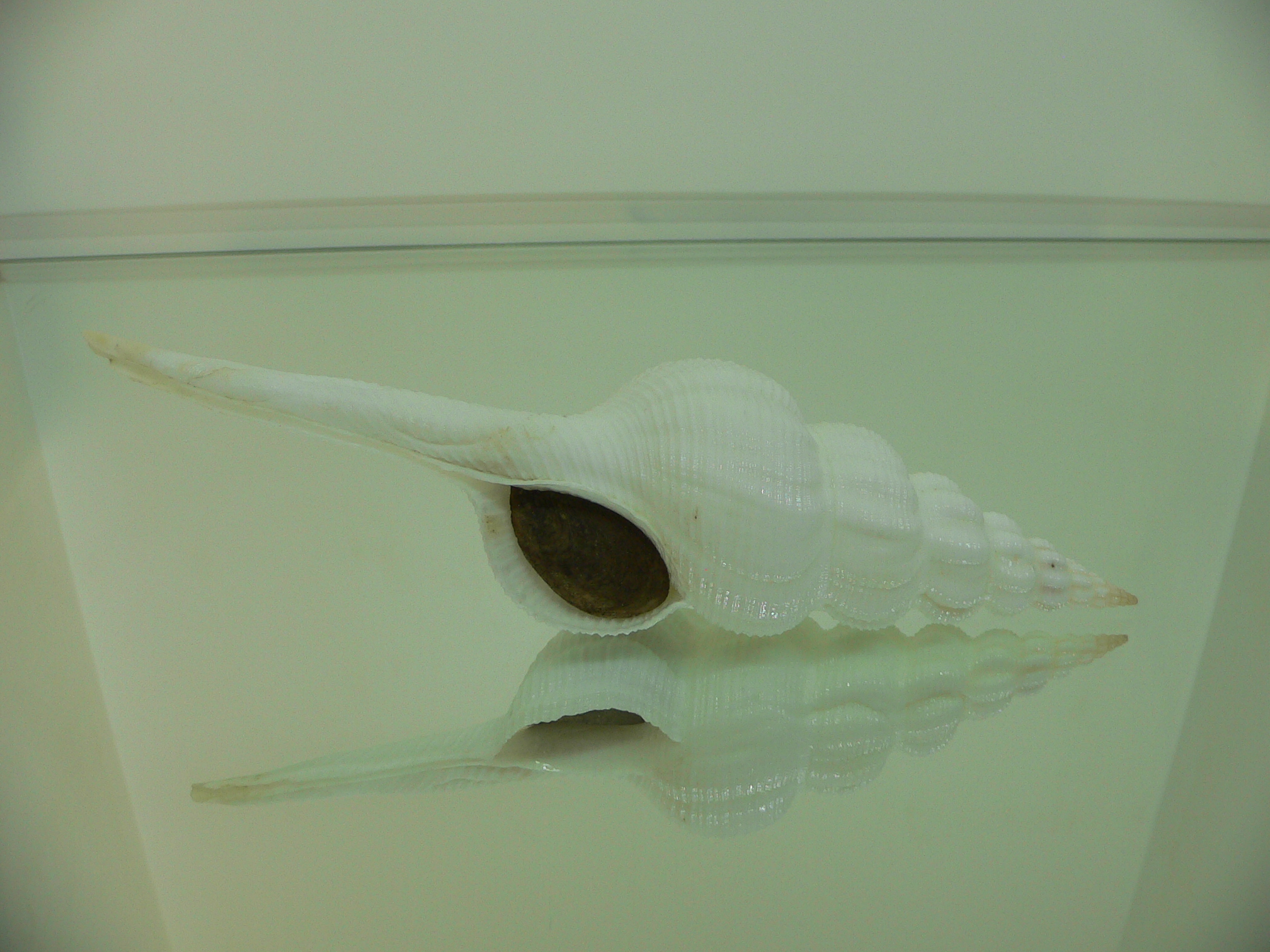 Fusinus marisinicus BIG & PEAKS