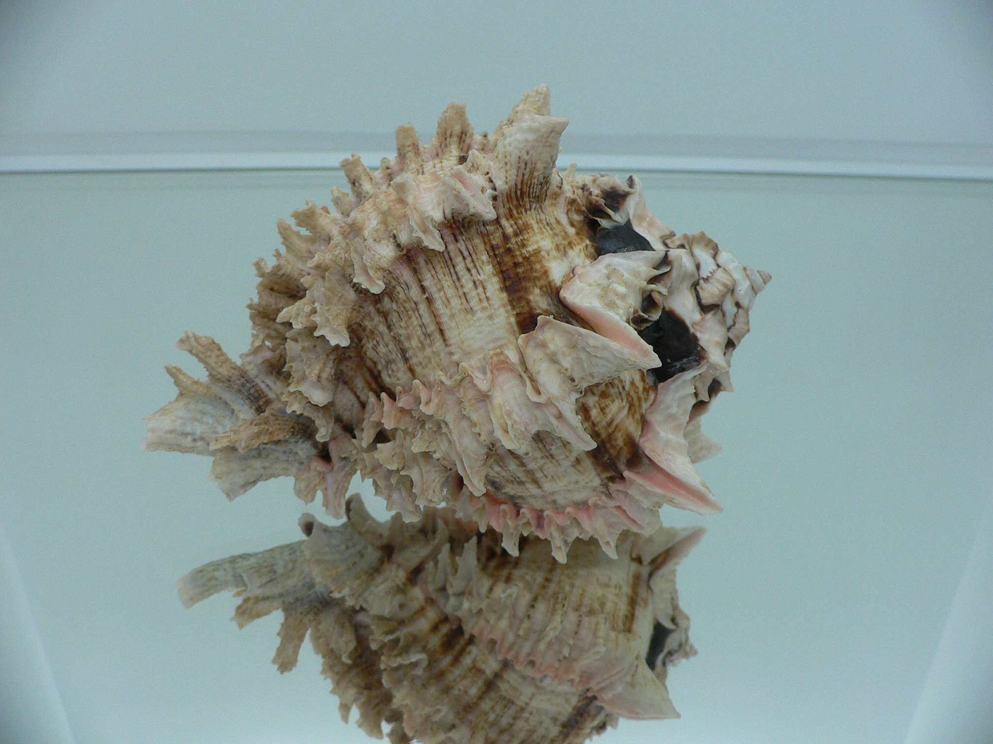 Hexaplex regius ARISTOCRAT & SUPER