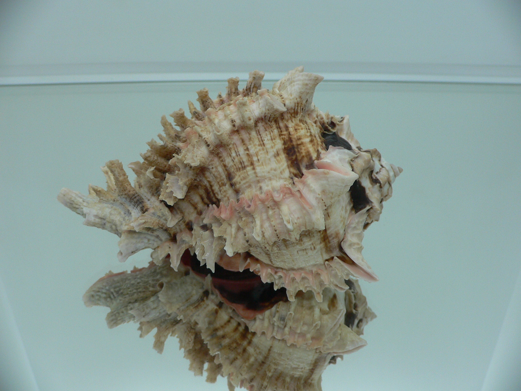 Hexaplex regius ARISTOCRAT & SUPER