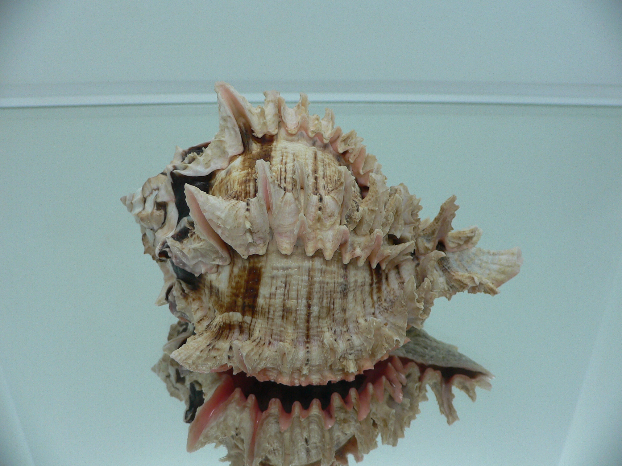 Hexaplex regius ARISTOCRAT & SUPER