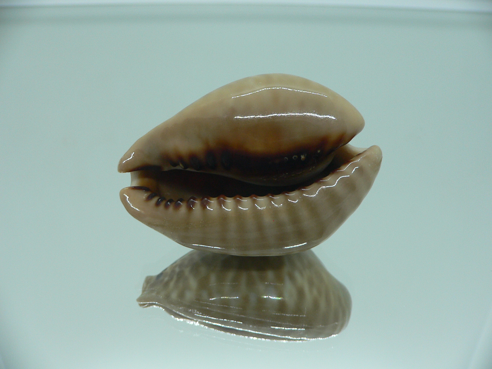 Cypraea mus mus 4