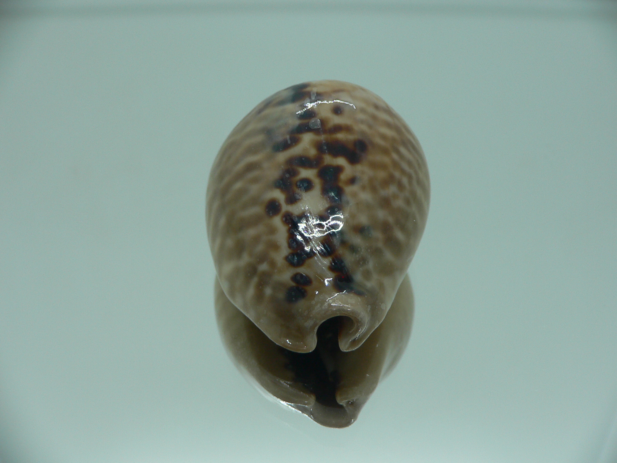 Cypraea mus mus 4
