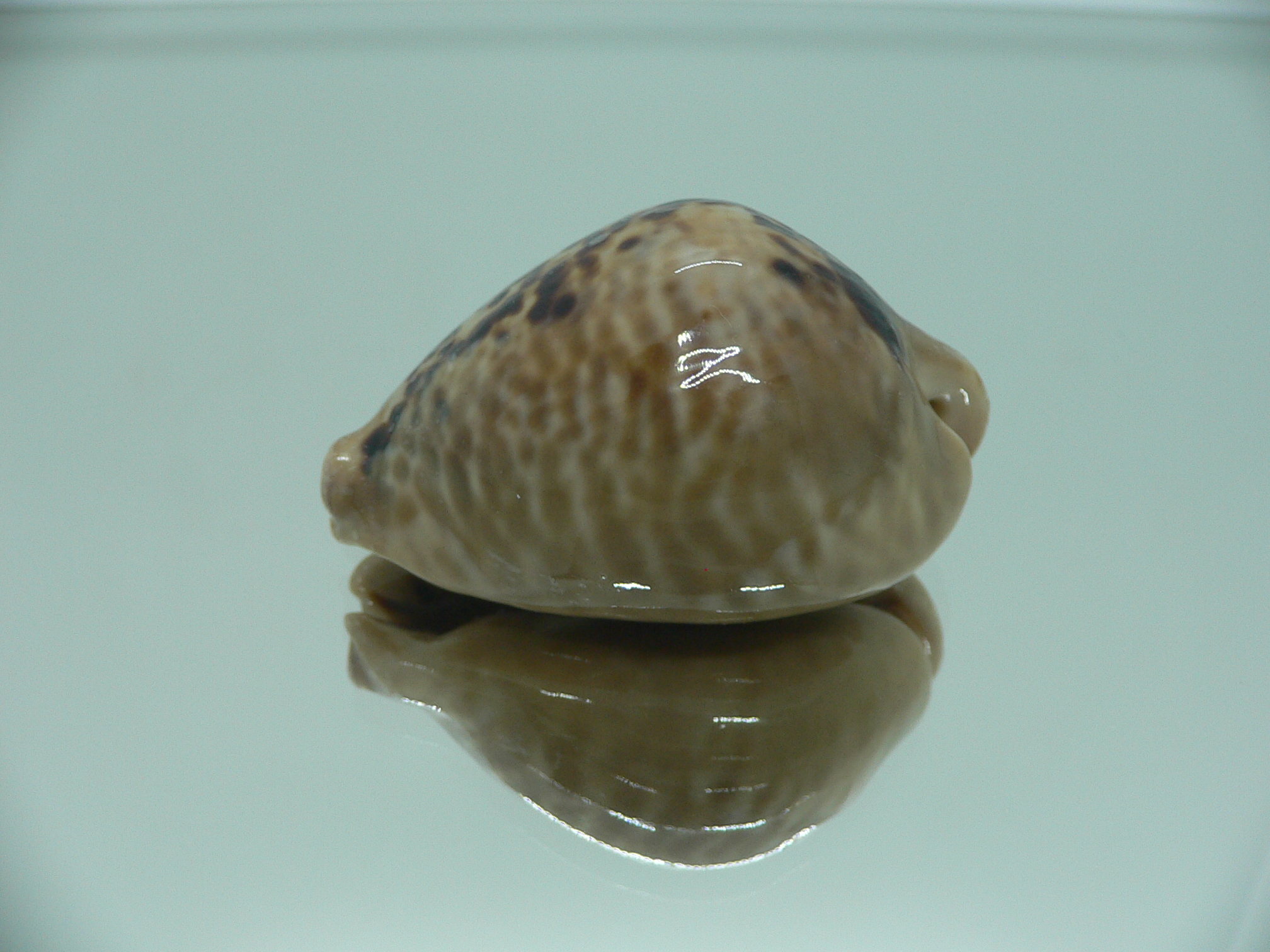 Cypraea mus mus 4