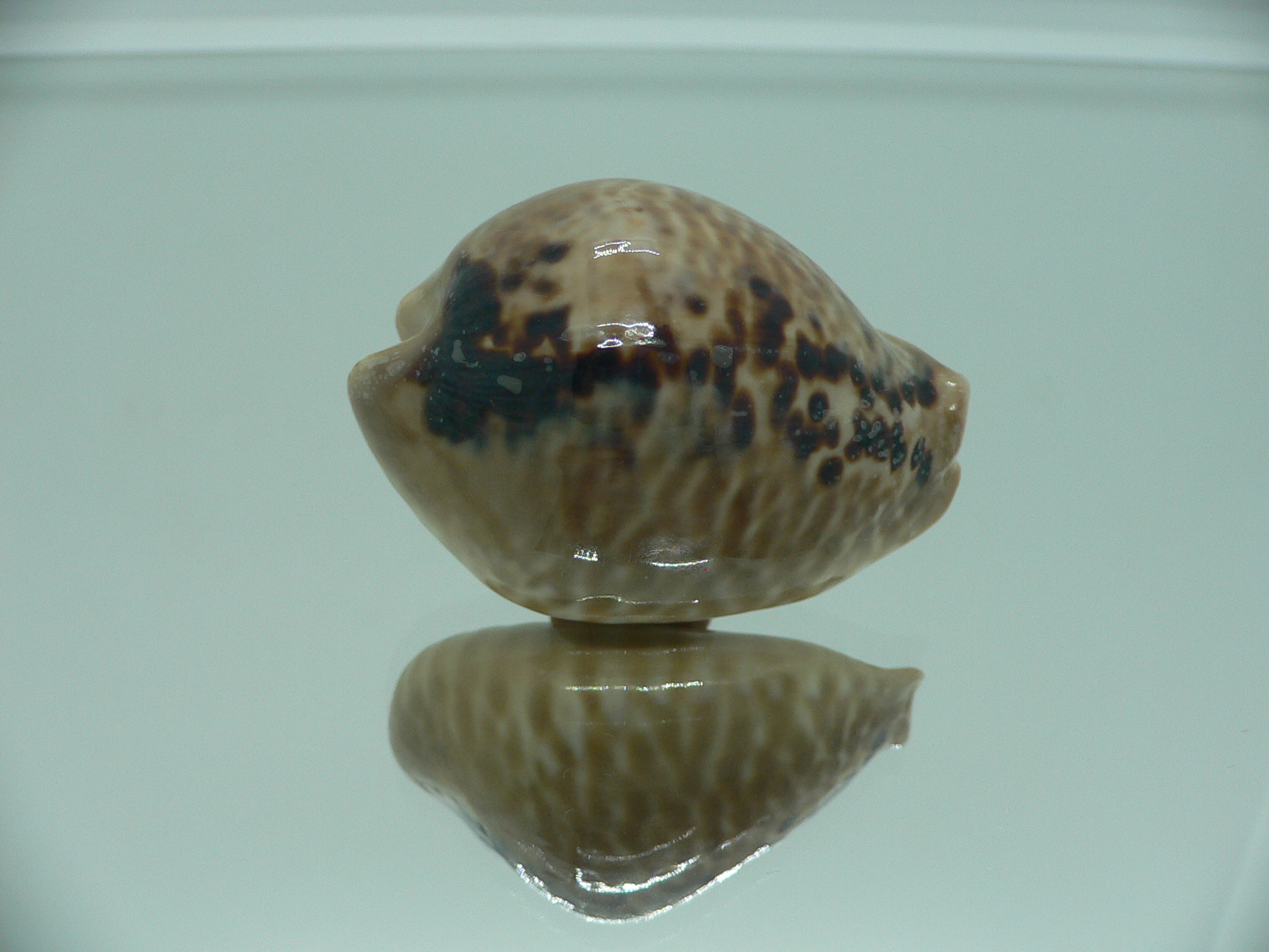 Cypraea mus mus 4