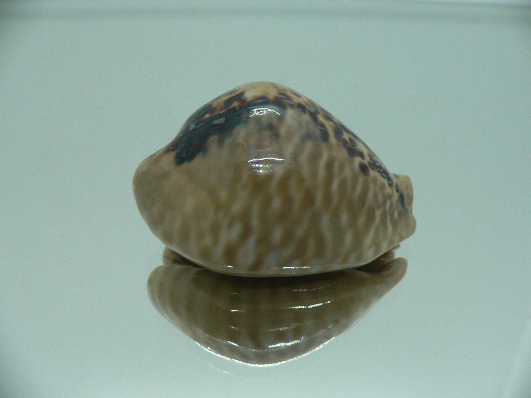 Cypraea mus mus 4