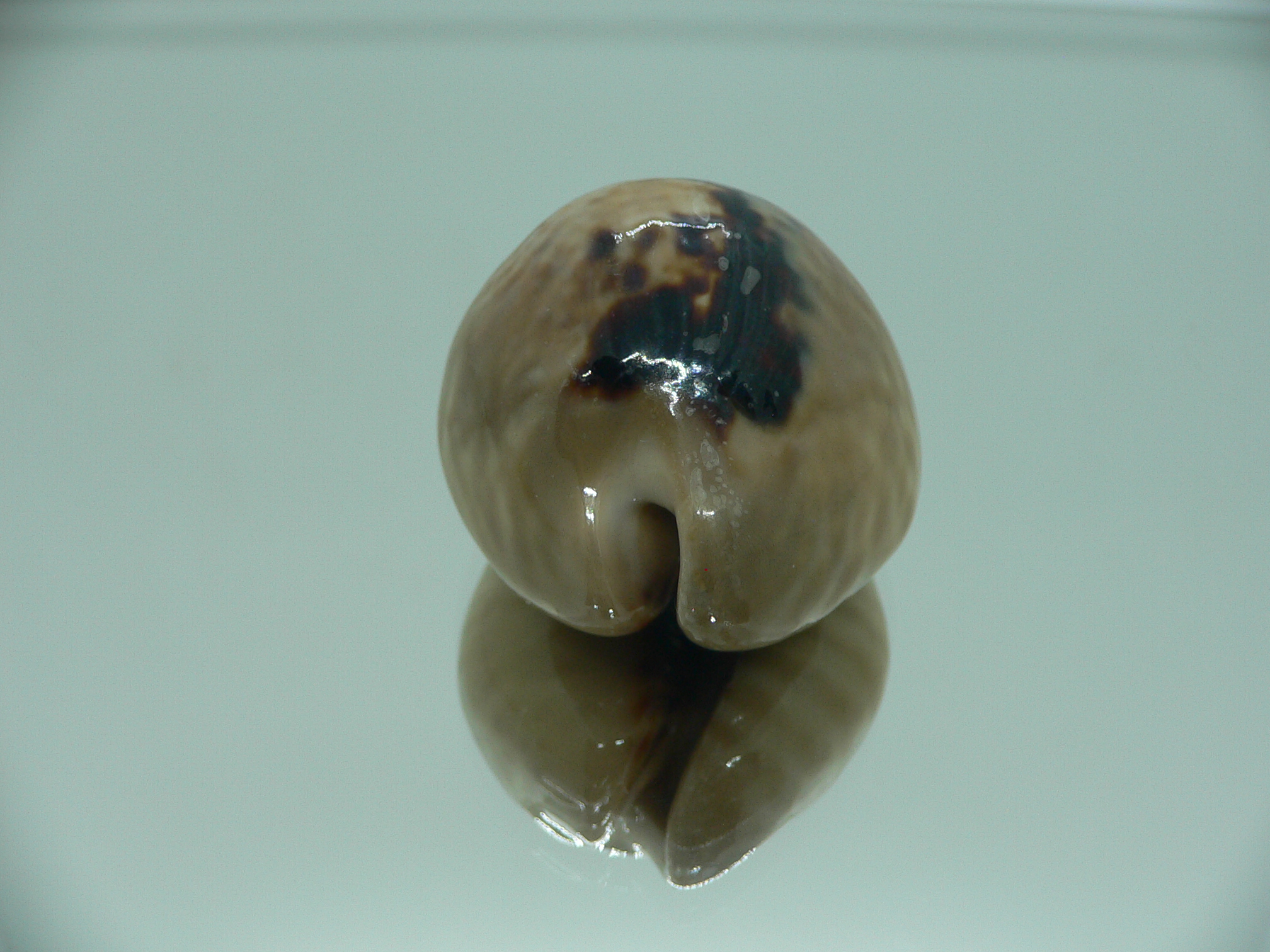 Cypraea mus mus 4