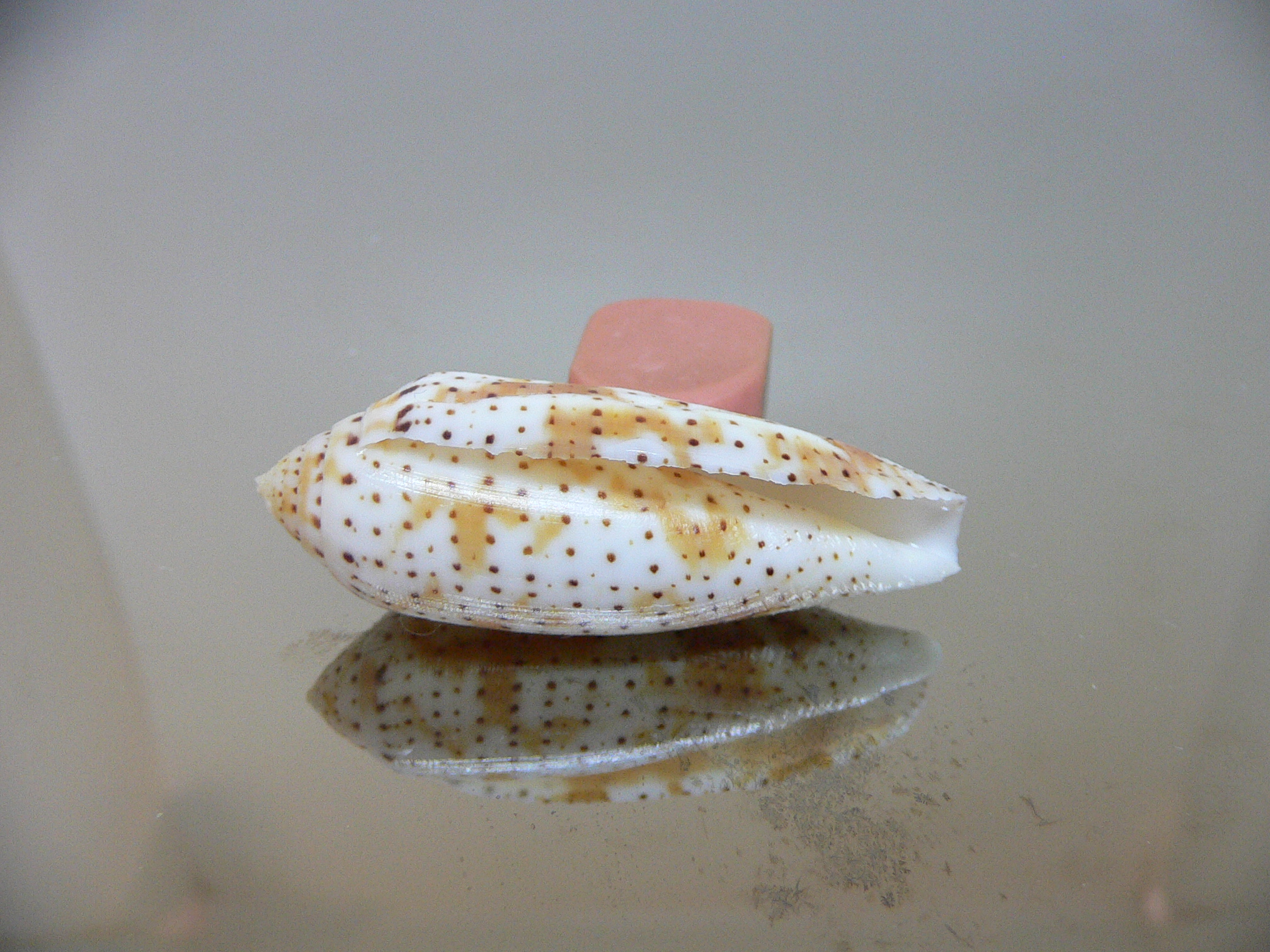 Conus nussatella DARK