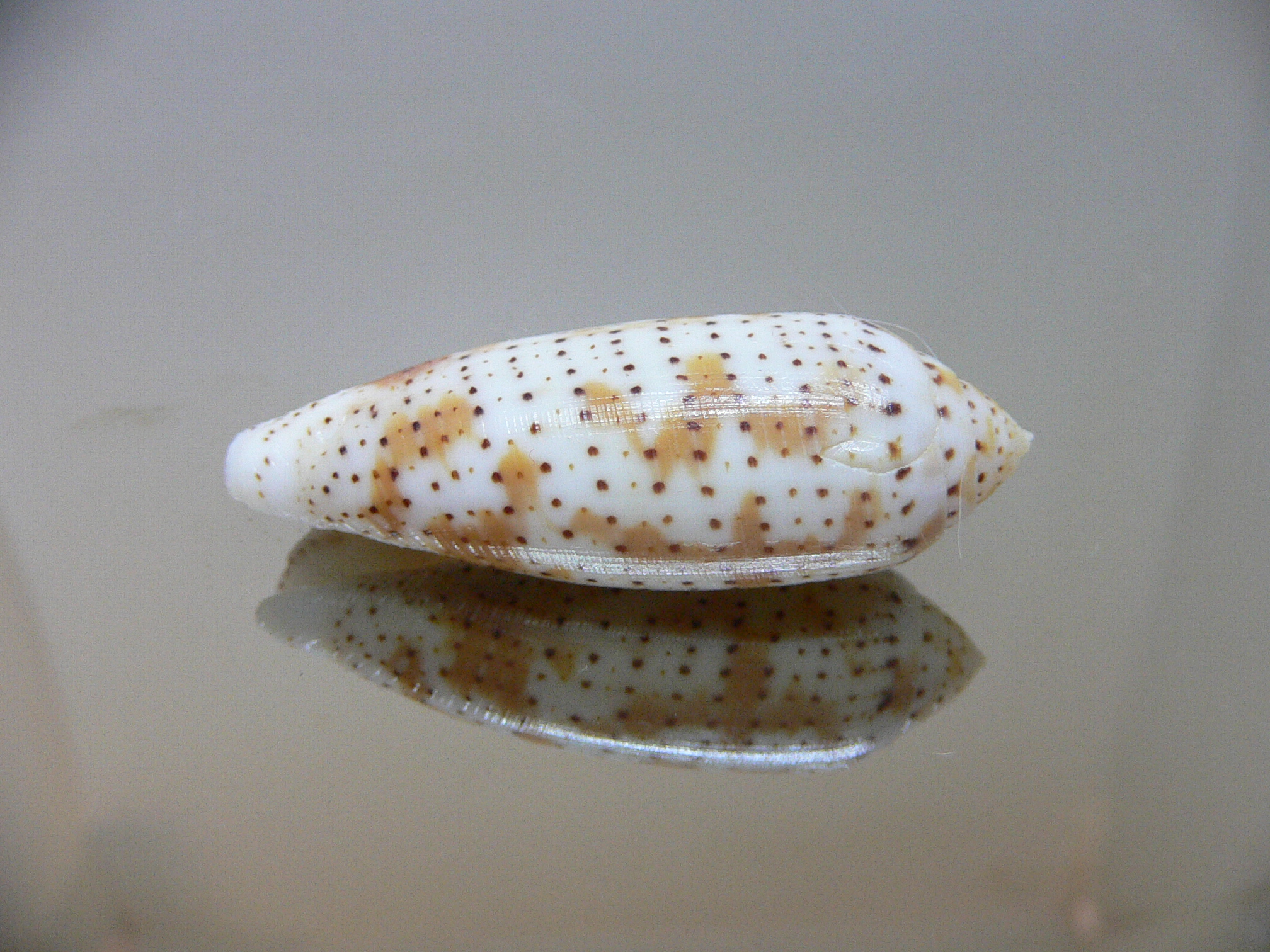 Conus nussatella DARK