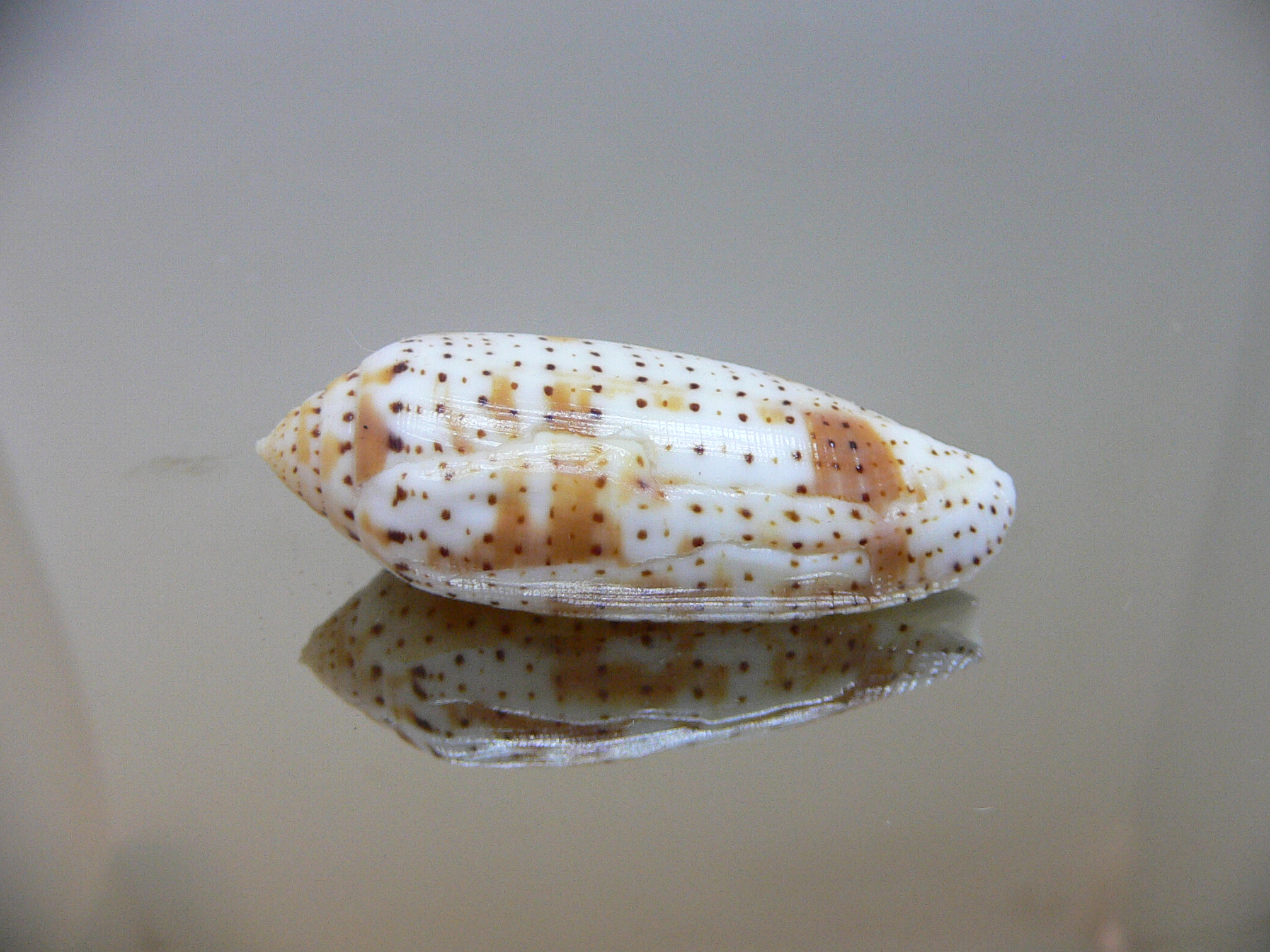 Conus nussatella DARK