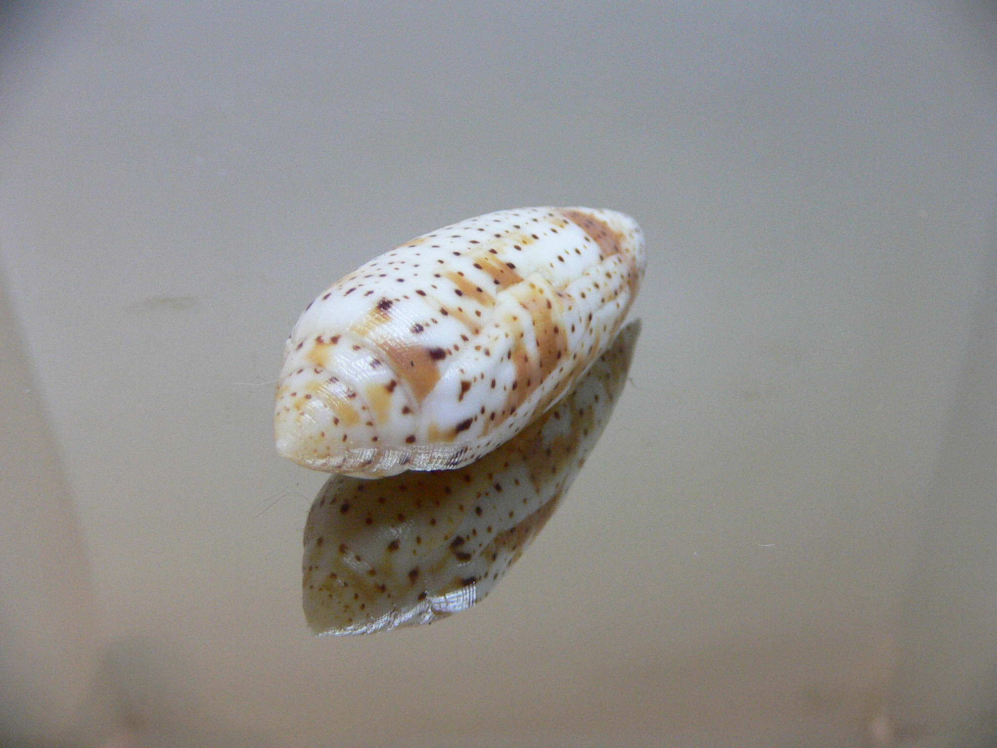 Conus nussatella DARK