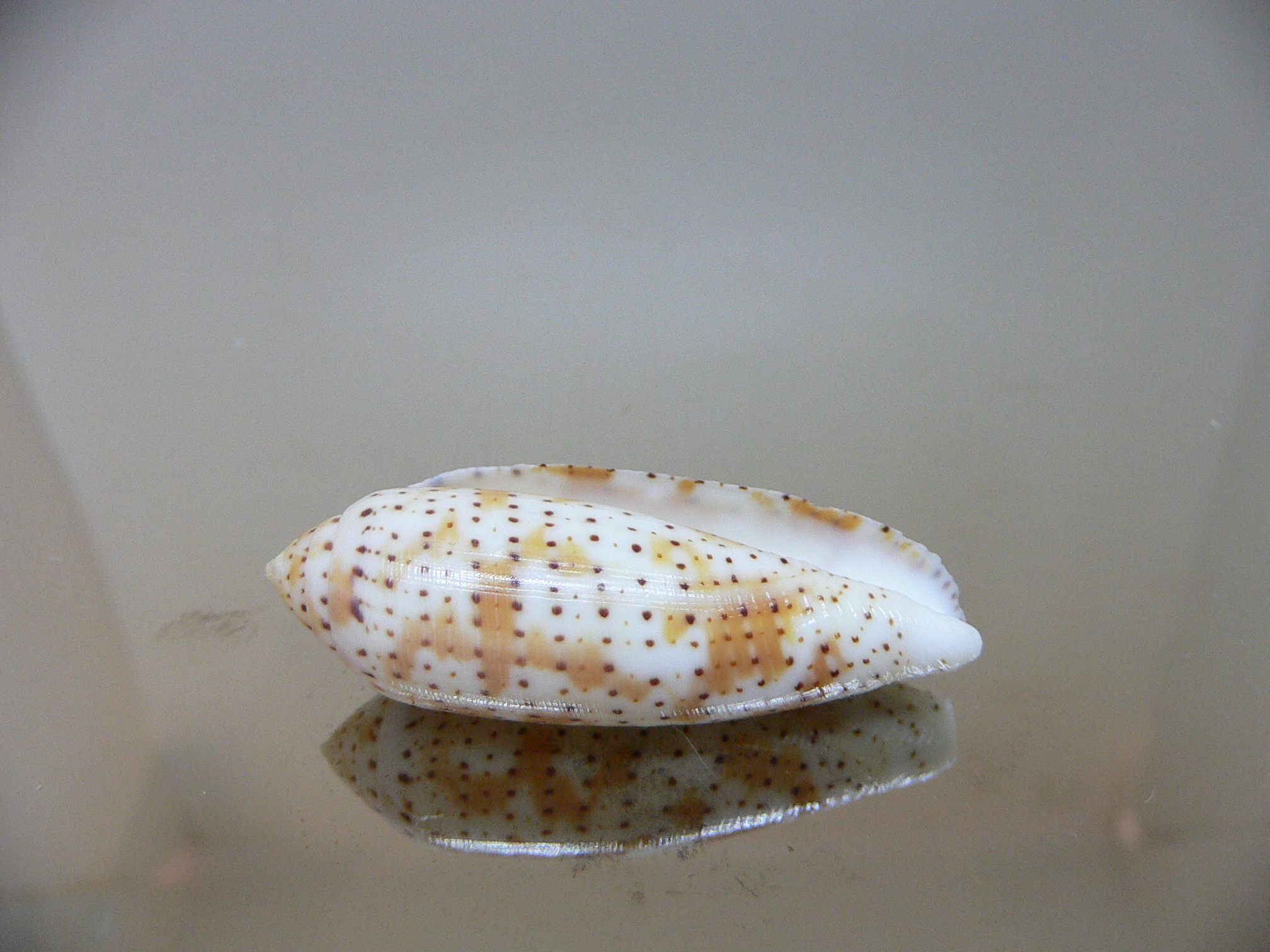 Conus nussatella DARK