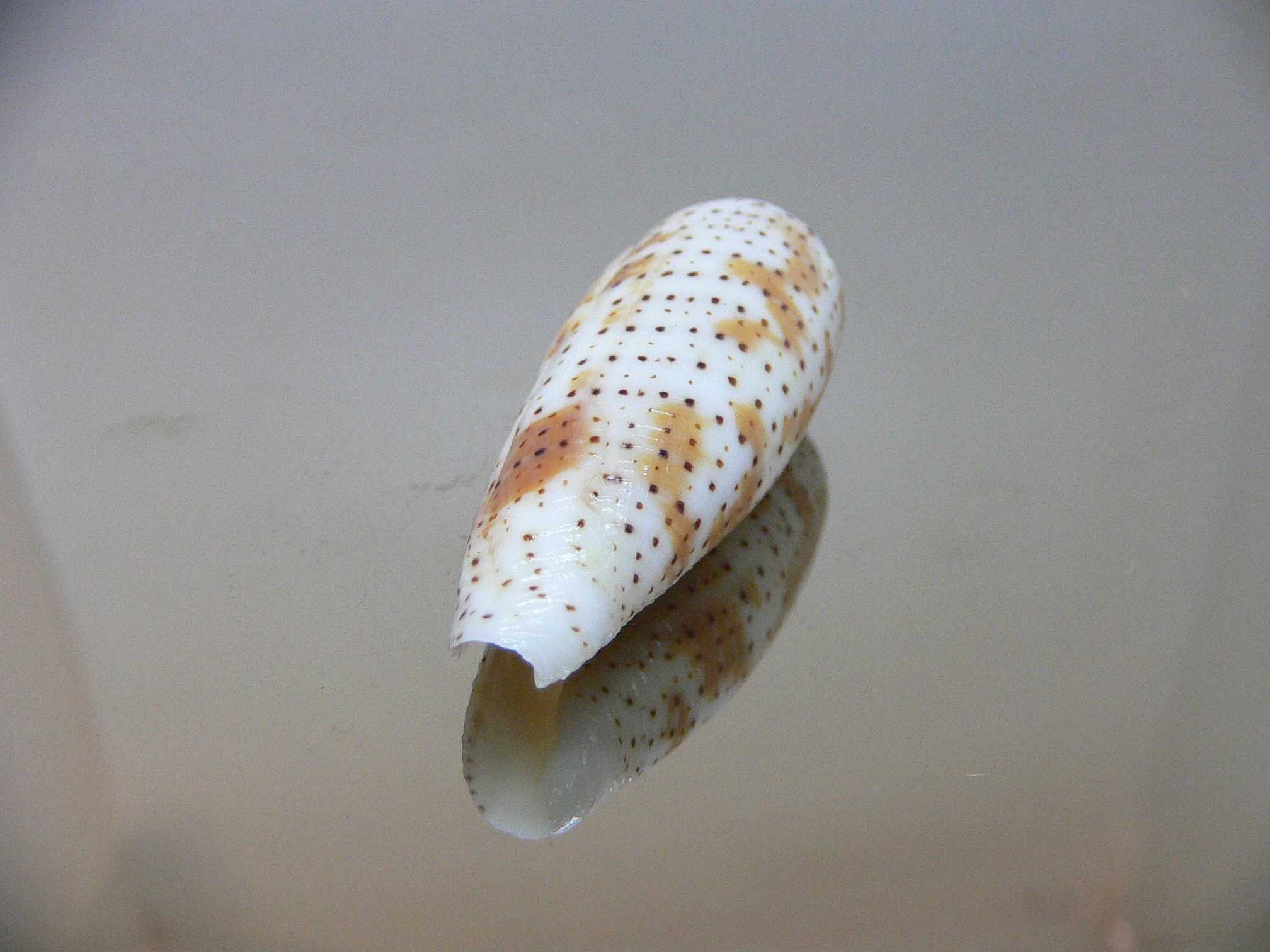 Conus nussatella DARK