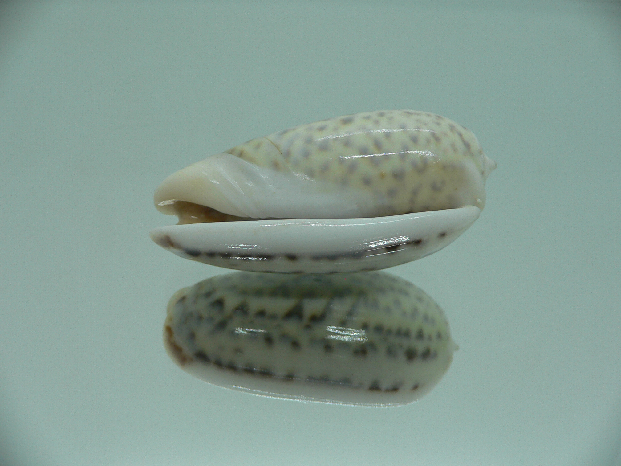 Oliva elegans BIG & ZIGZAG