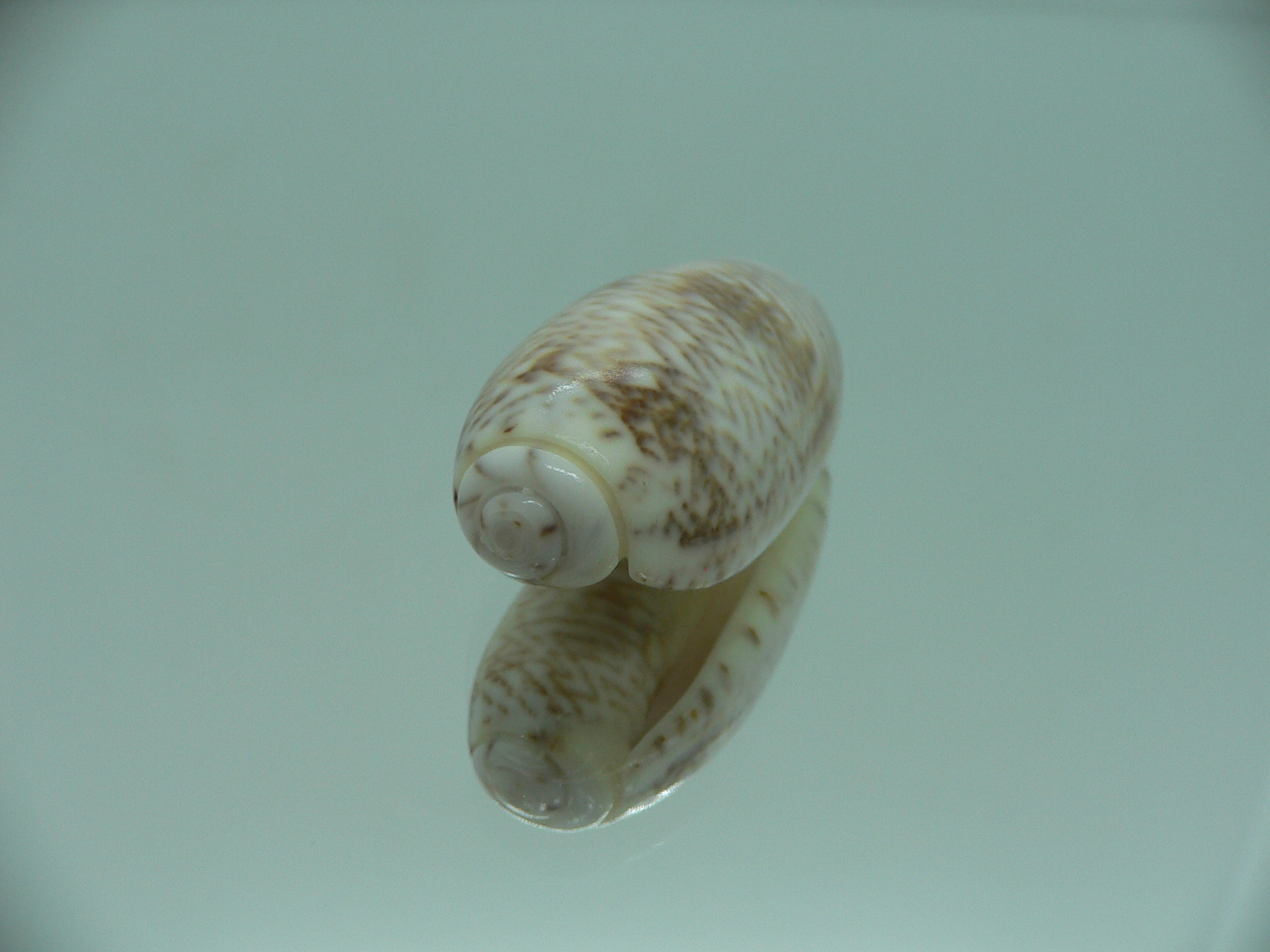 Oliva elegans zigzag