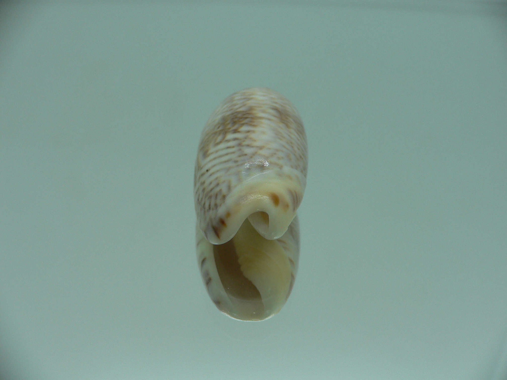 Oliva elegans zigzag