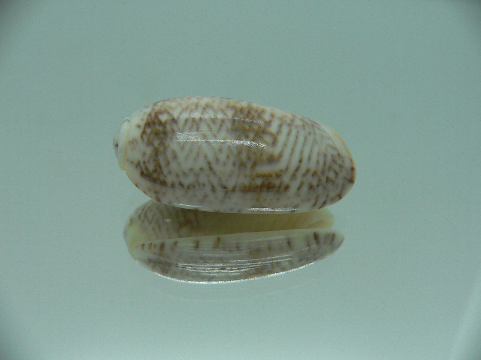 Oliva elegans zigzag