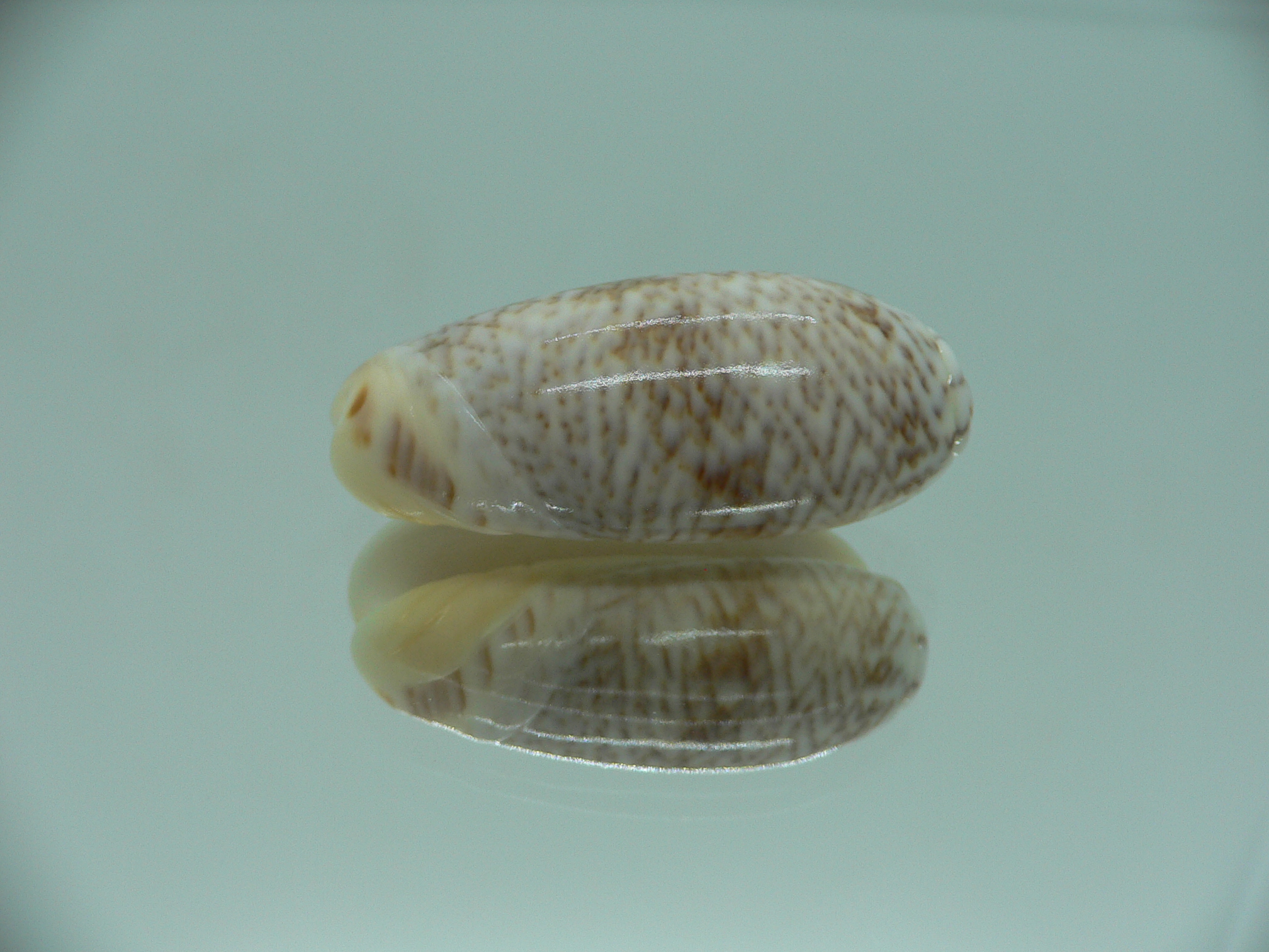 Oliva elegans zigzag