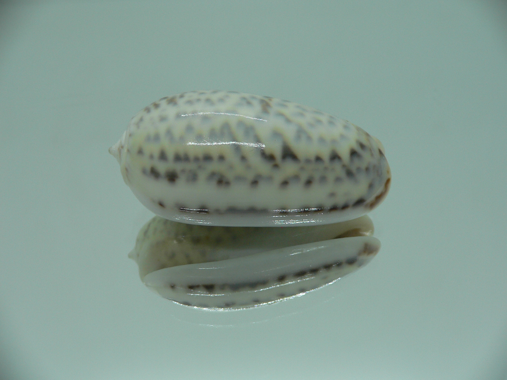 Oliva elegans BIG & ZIGZAG